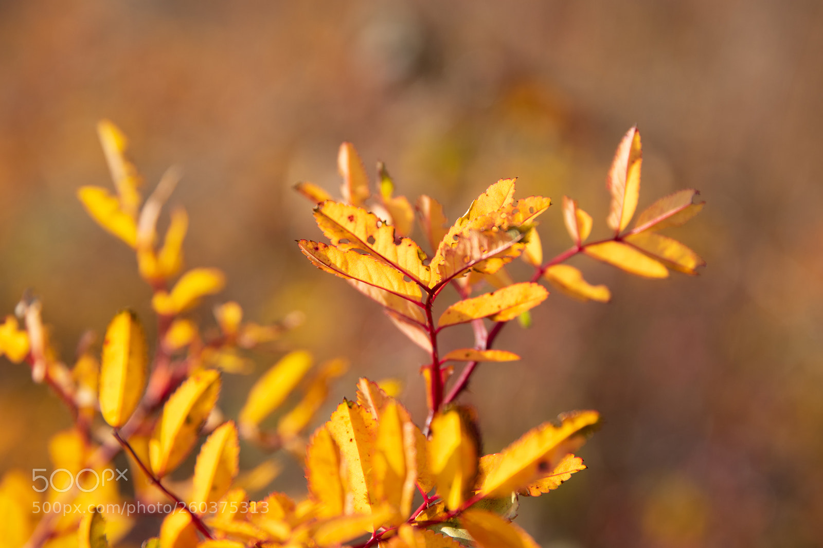 Nikon D3400 sample photo. Fiery leaves photography