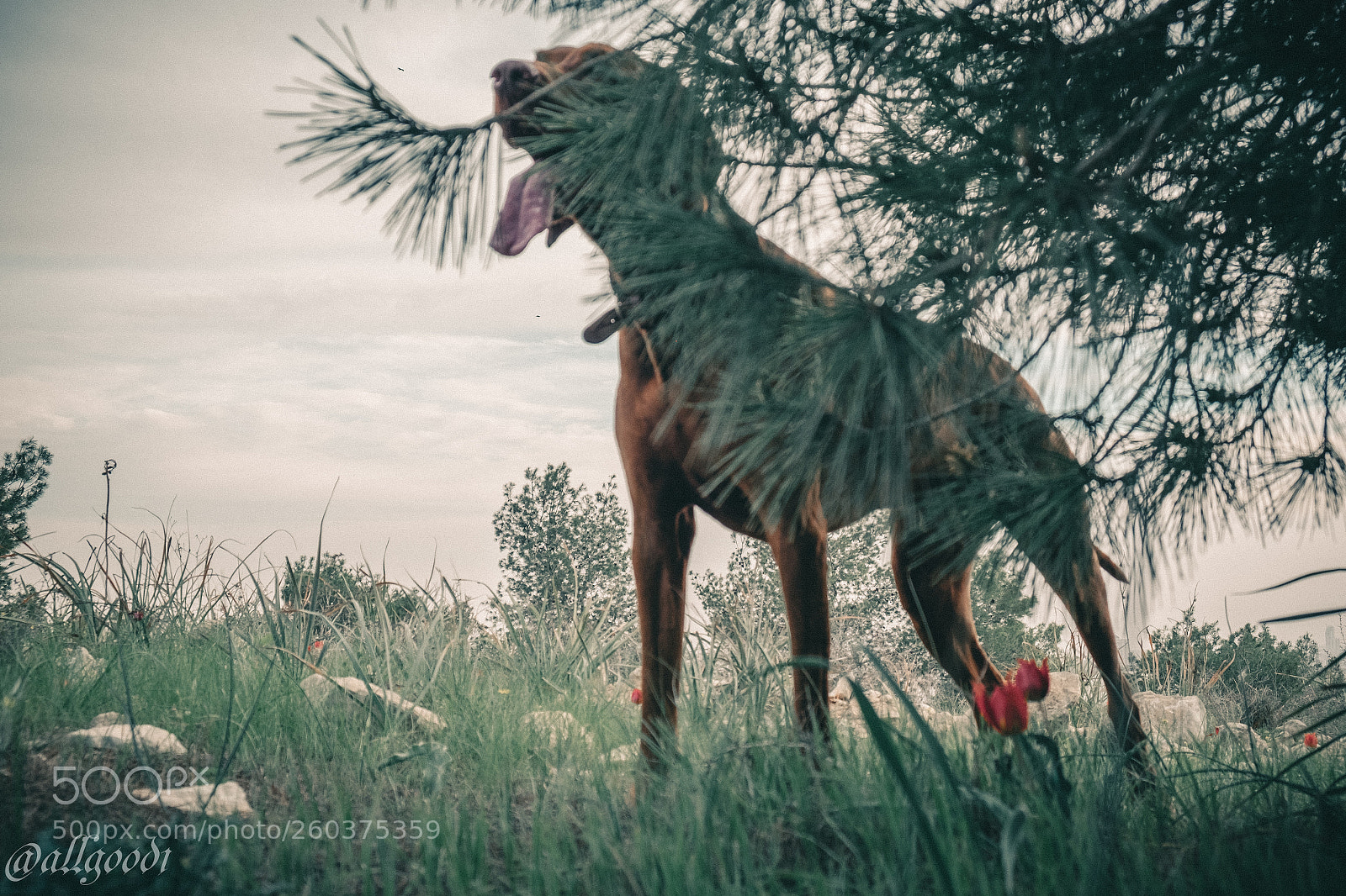 Fujifilm X-T1 sample photo. Tongue out and up photography