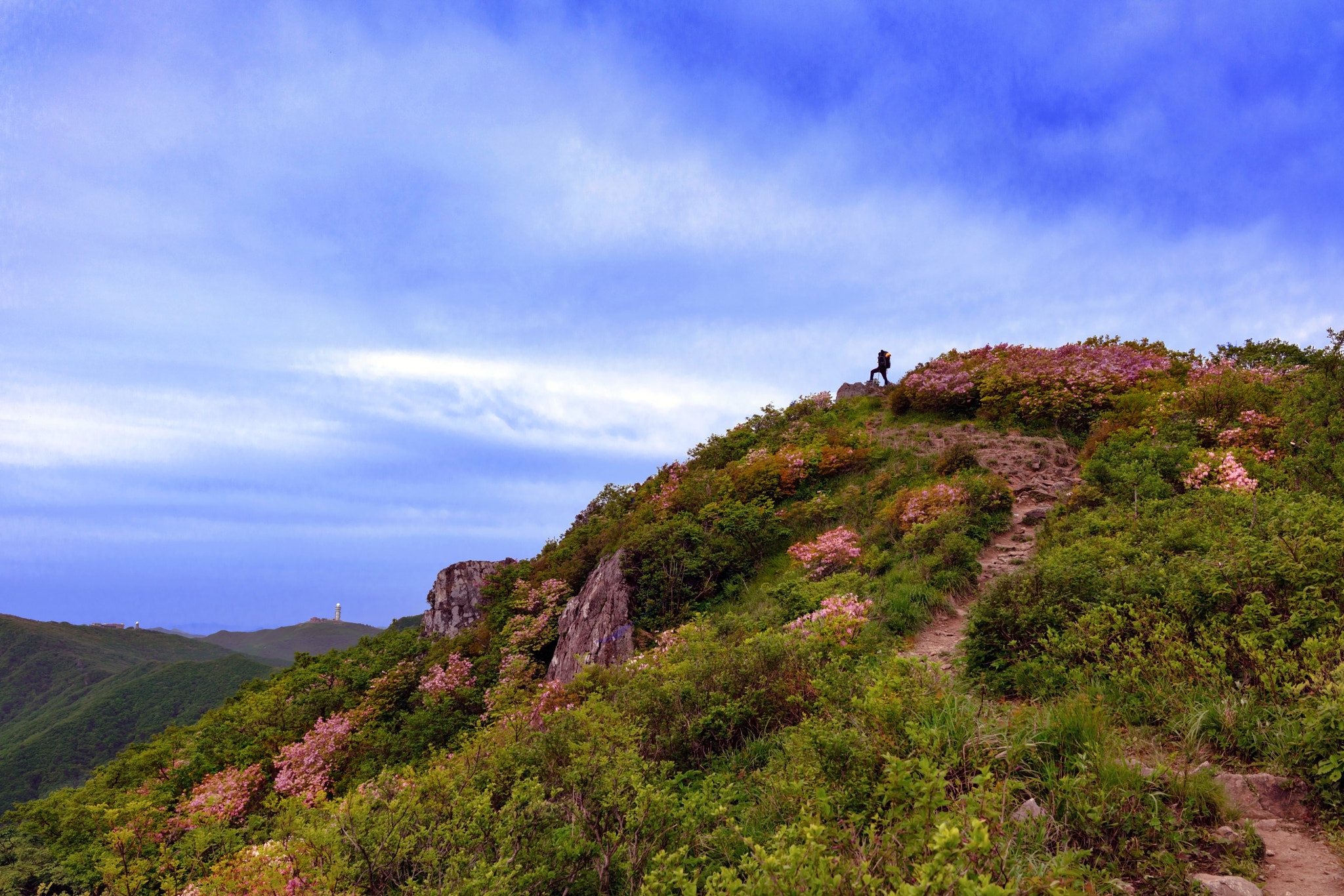 Sony Cyber-shot DSC-RX1R II sample photo. Royal azaleas on mountain. photography