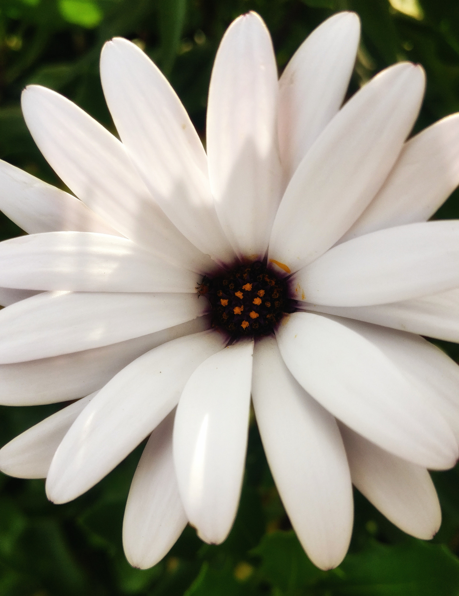 OnePlus A3003 sample photo. Pearl photography