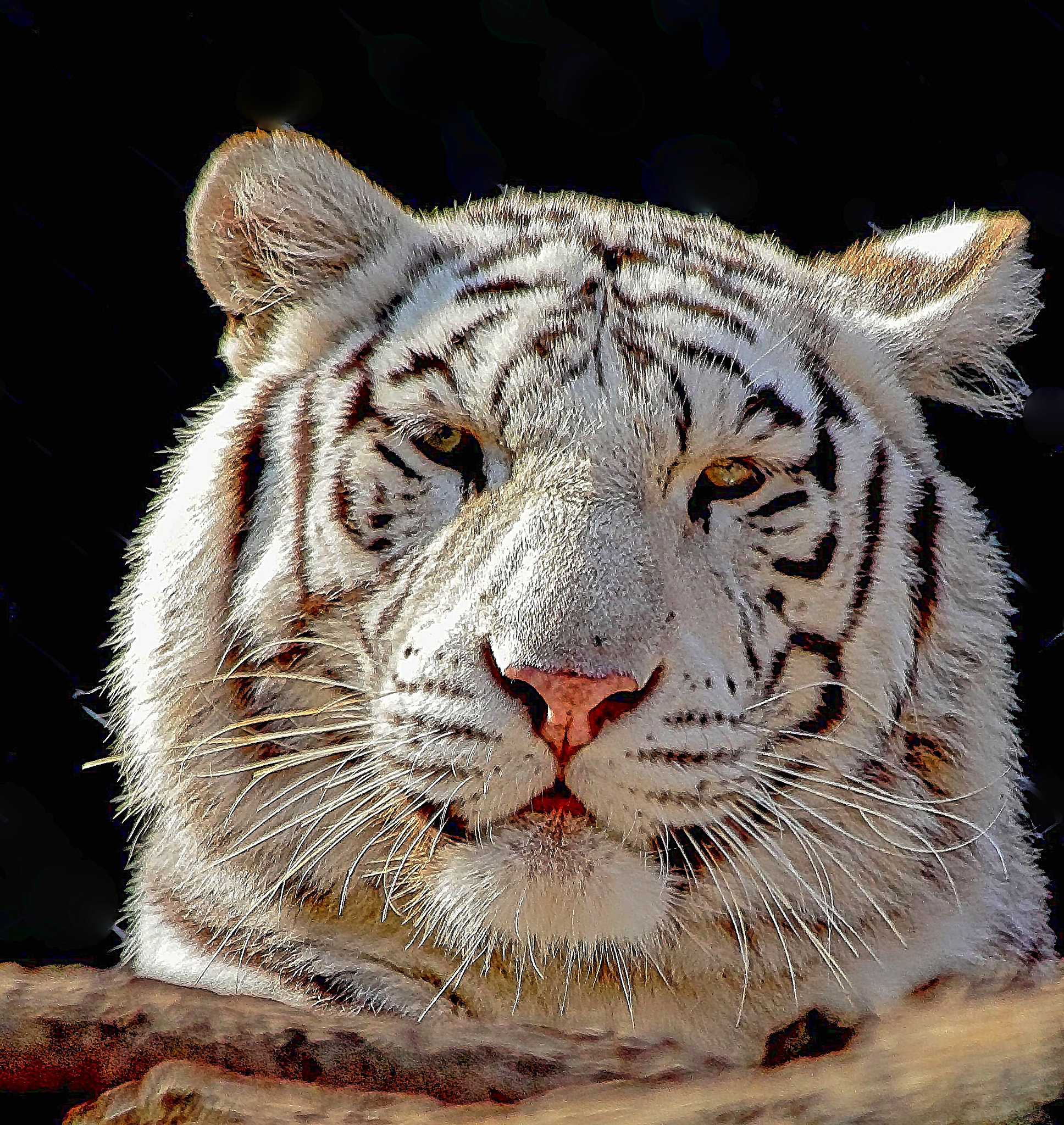 Canon EF 70-300mm F4-5.6 IS USM sample photo. White tiger 1 photography