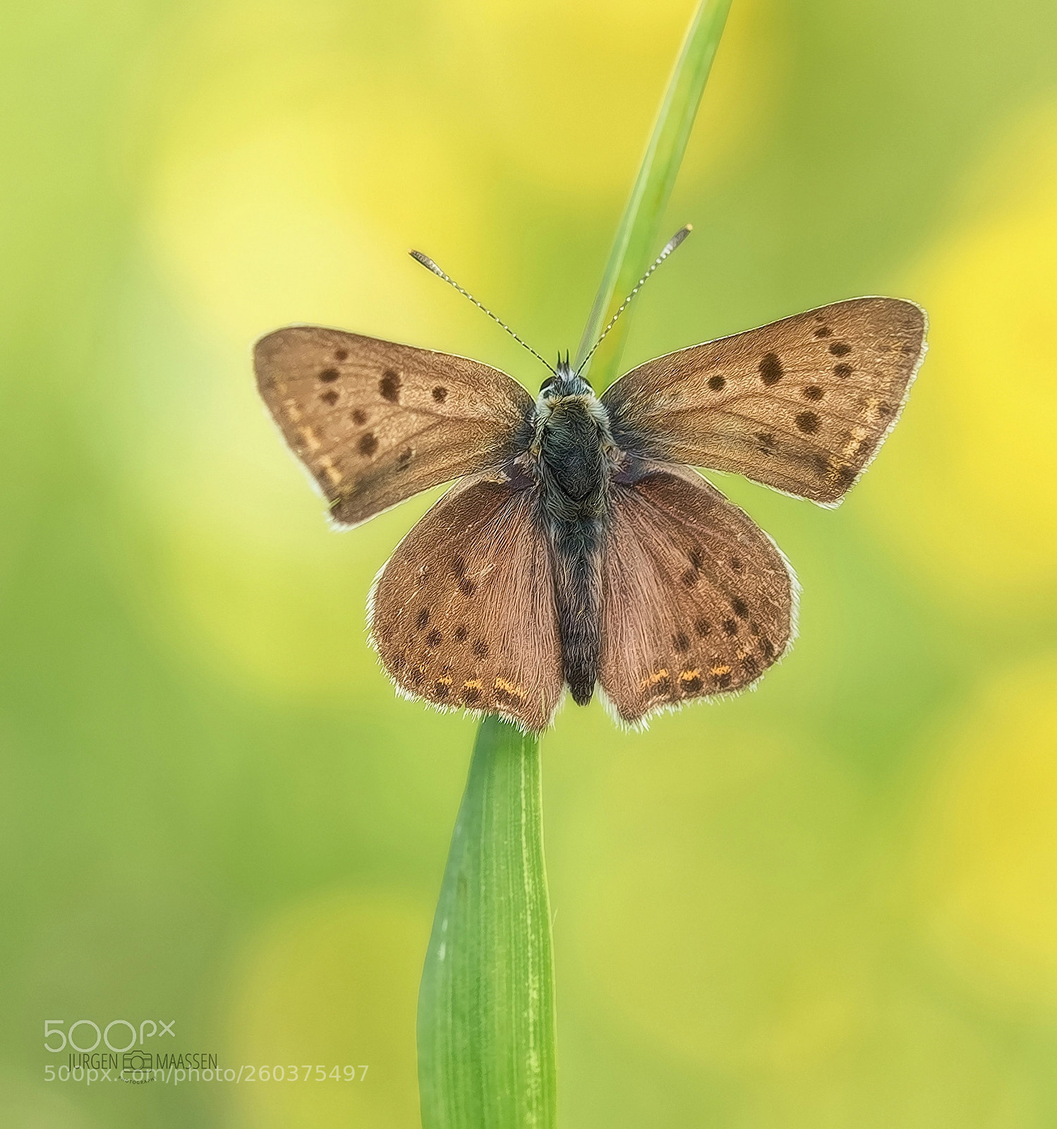 Canon EOS 7D Mark II sample photo. Sooty copper. photography
