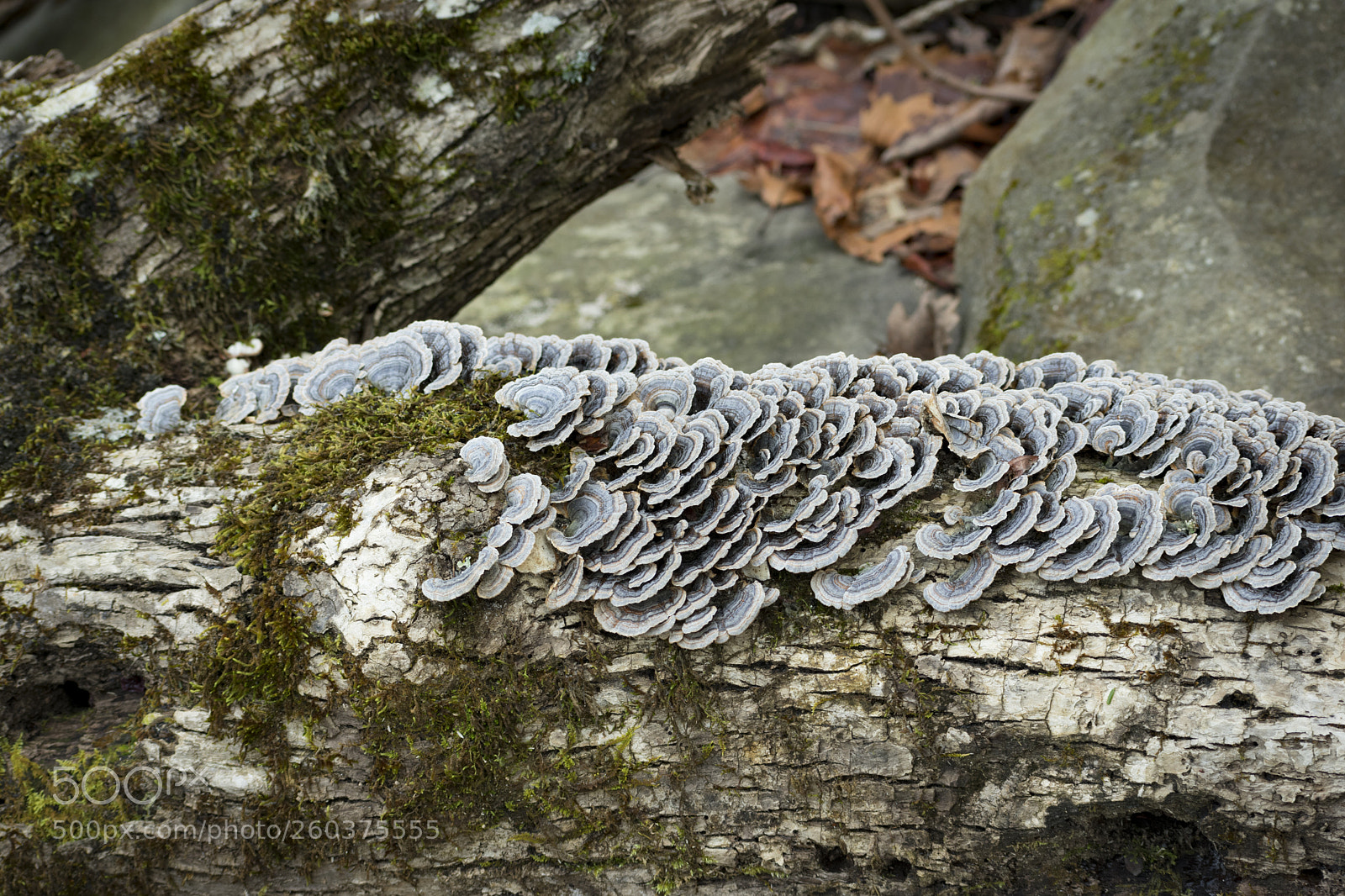 Nikon D3400 sample photo. Bracket fungi photography