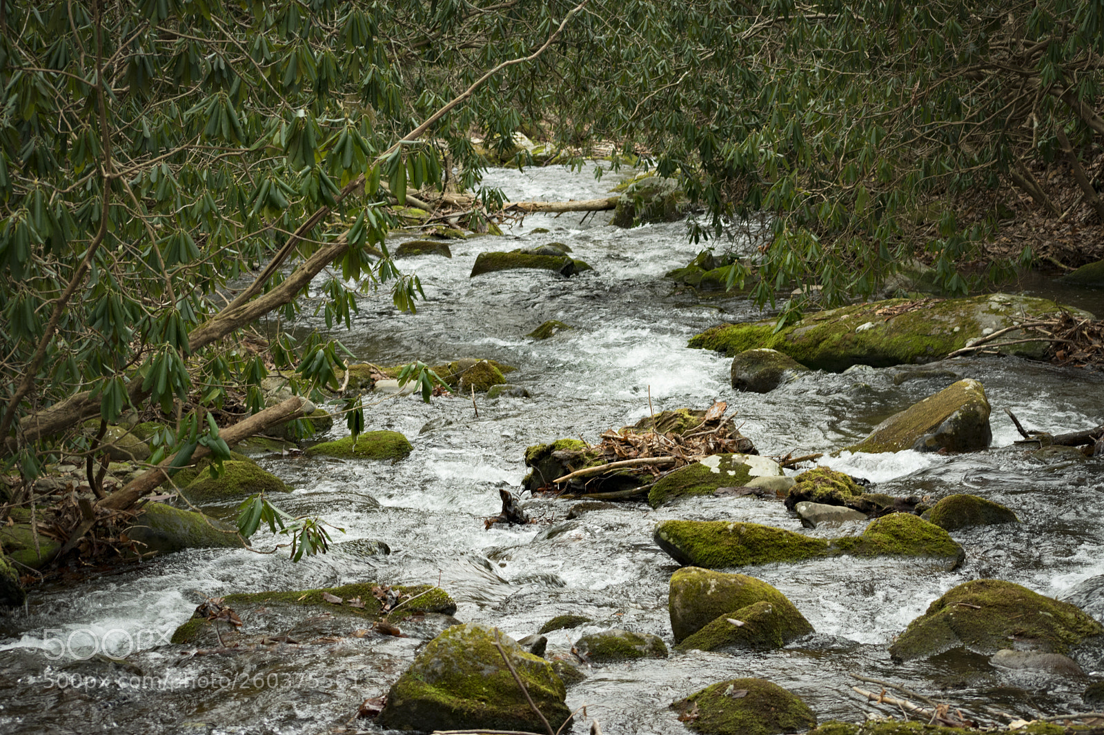 Nikon D3400 sample photo. Serene river in the photography
