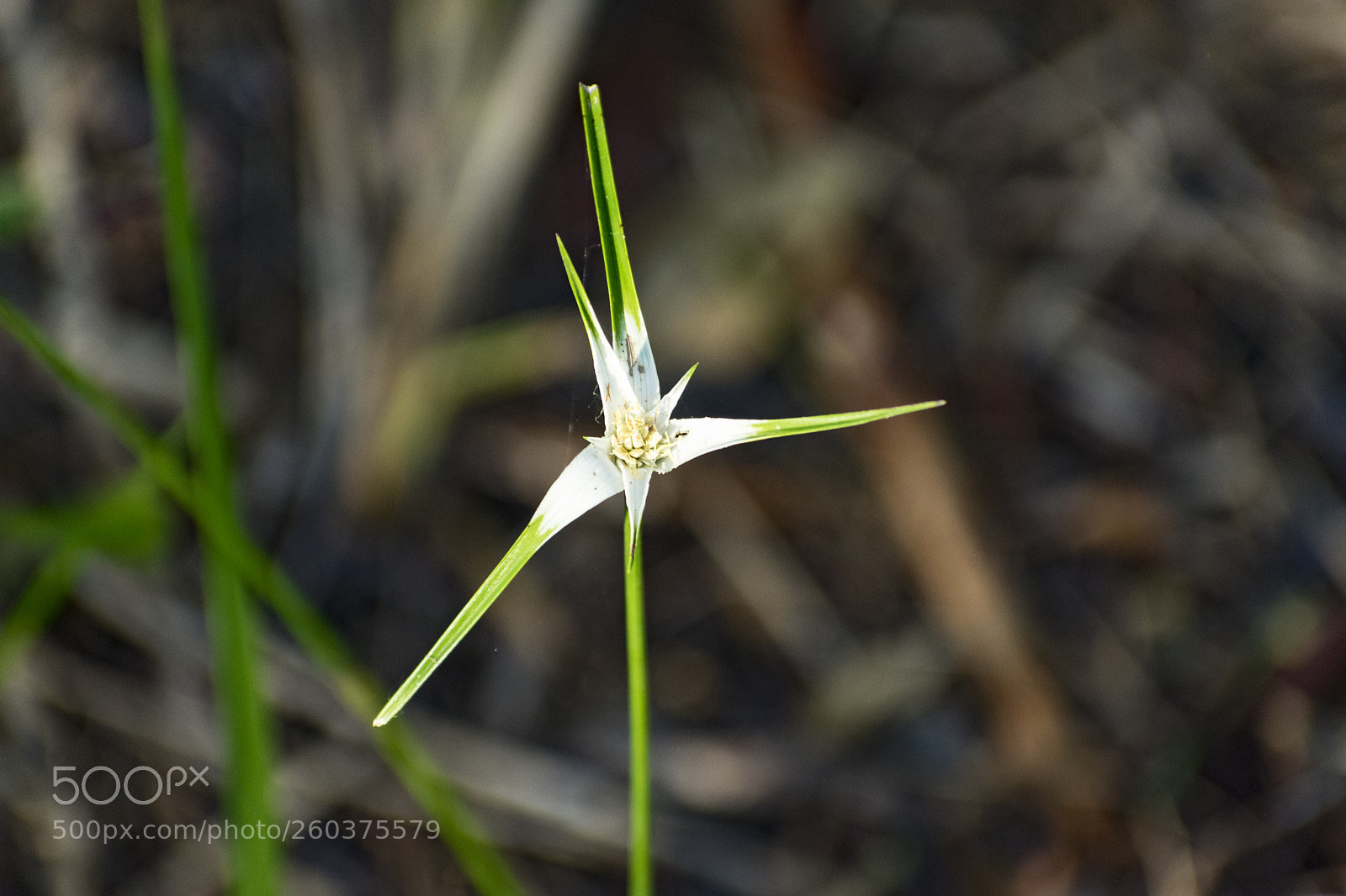 Nikon D3400 sample photo. Wildflower photography