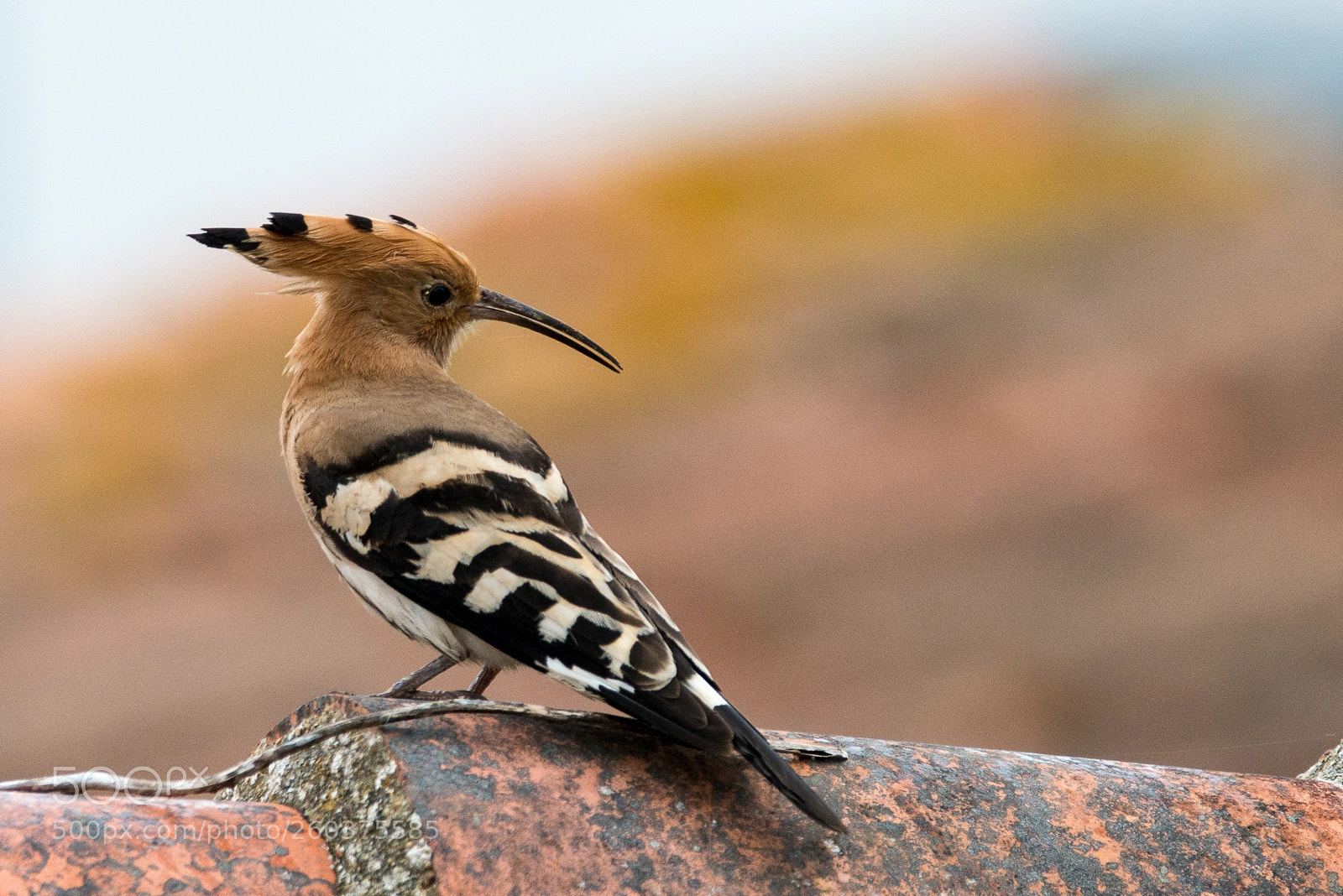 Nikon D800 sample photo. Huppe fasciée (hoopoe) photography