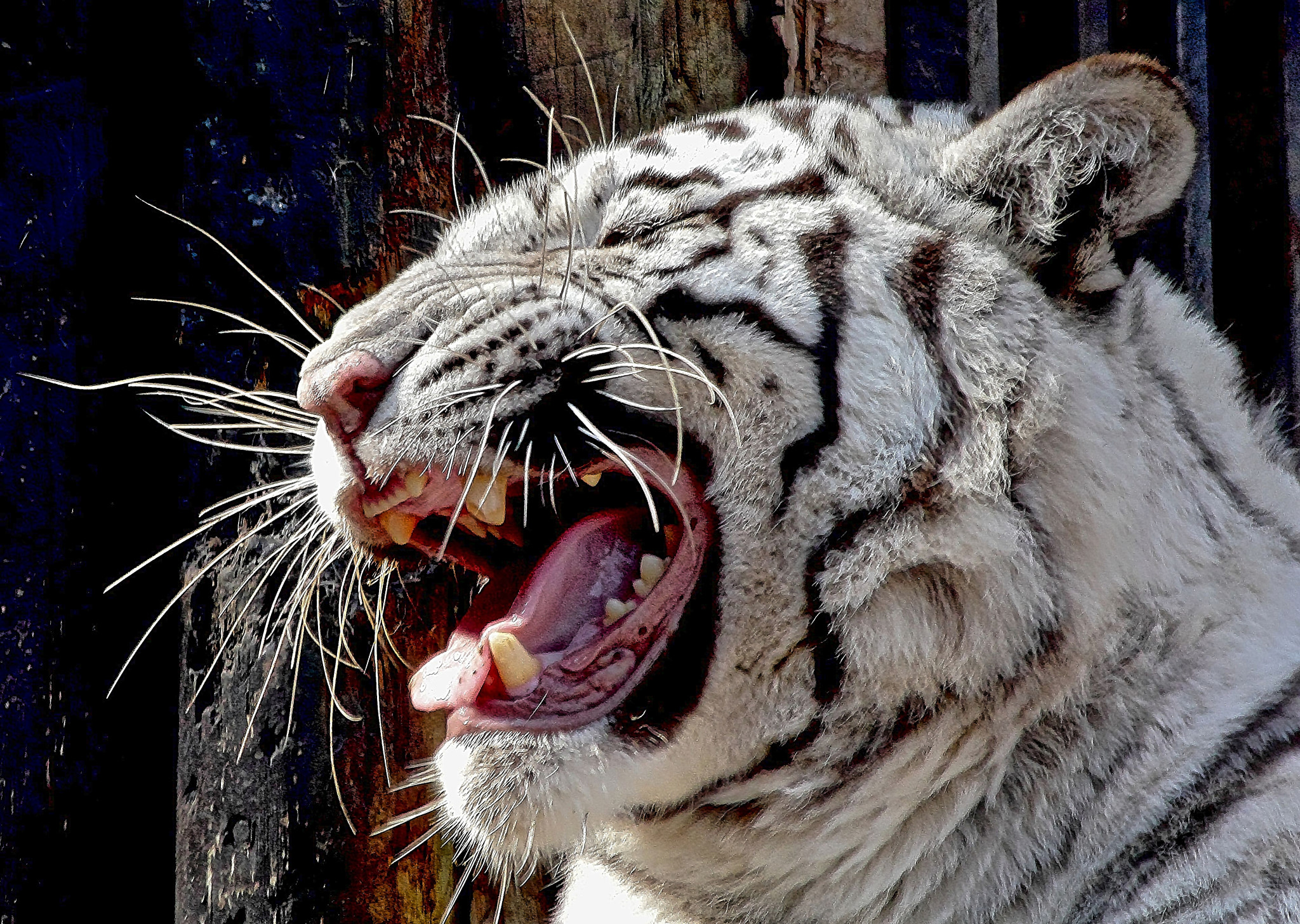 Canon EF 70-300mm F4-5.6 IS USM sample photo. White tiger 2 photography