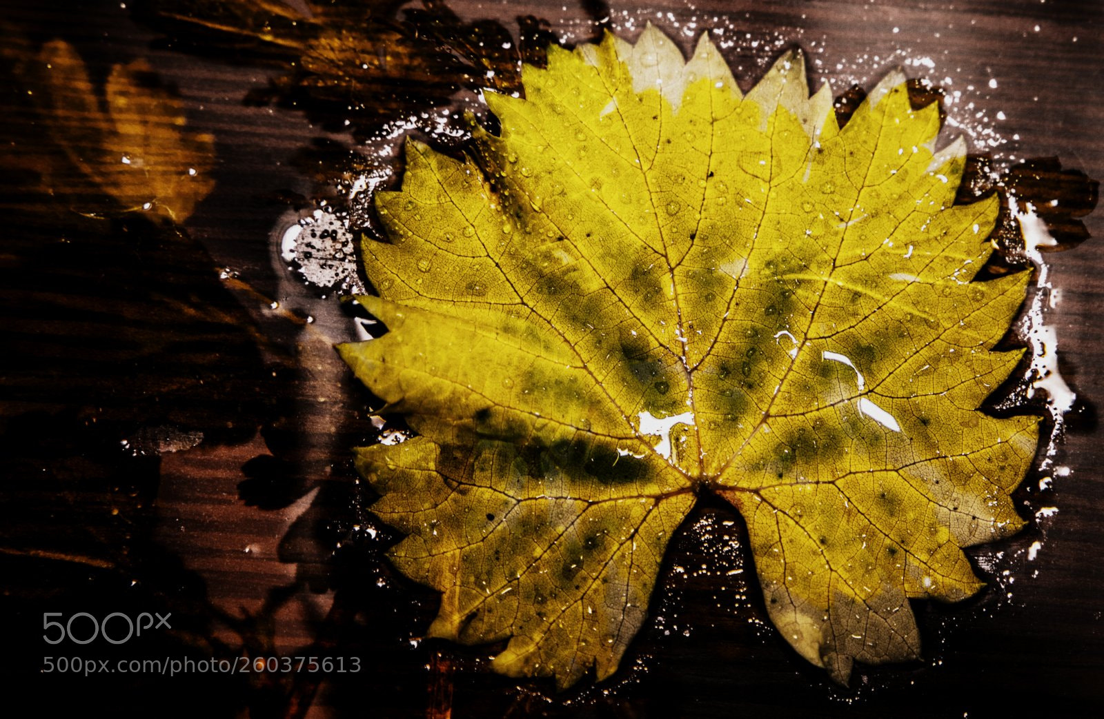 Canon EOS 6D Mark II sample photo. Frying the leaf photography
