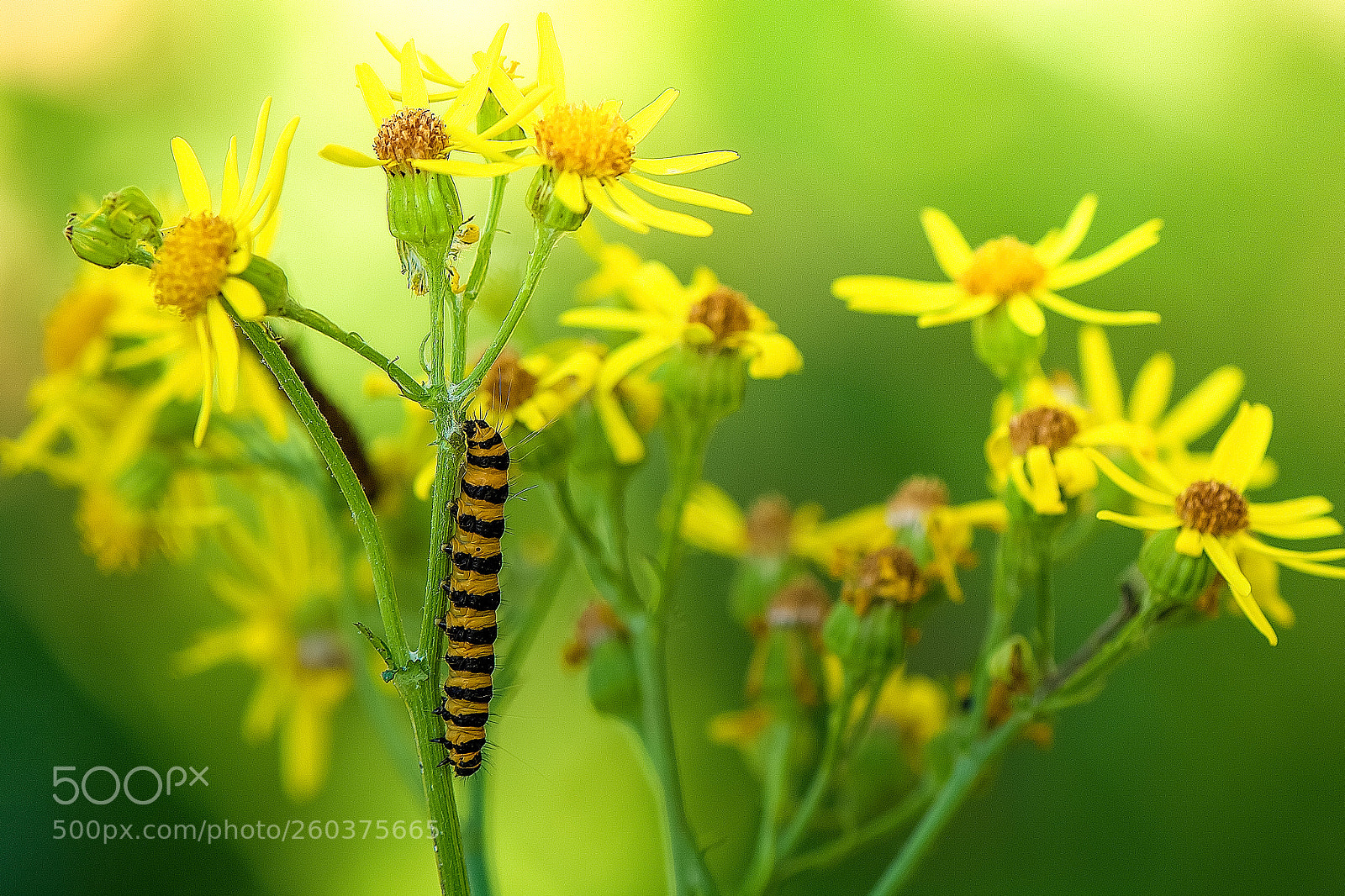 Nikon D7100 sample photo. De zebra rups rups photography