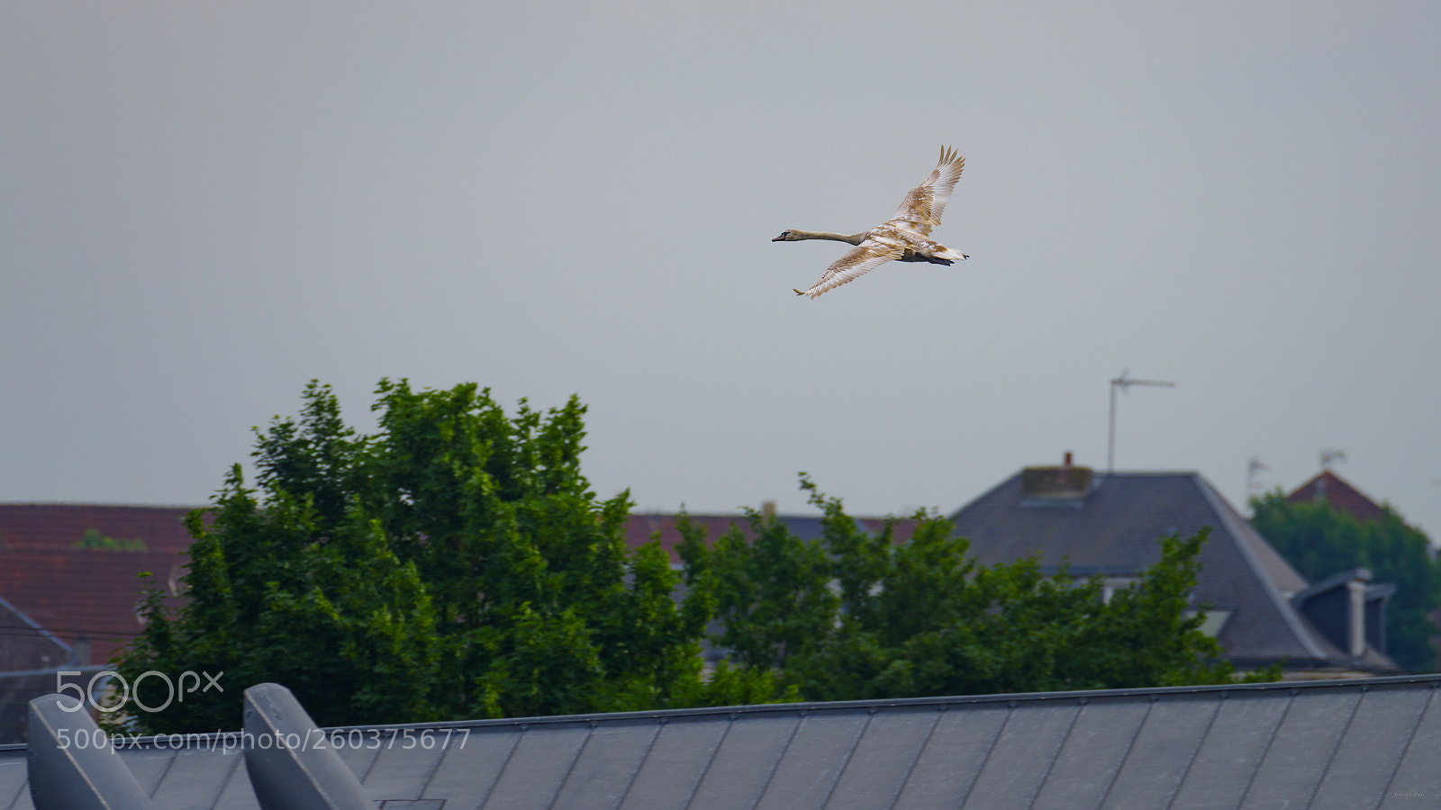 Pentax K-1 sample photo. Au dessus des toits photography
