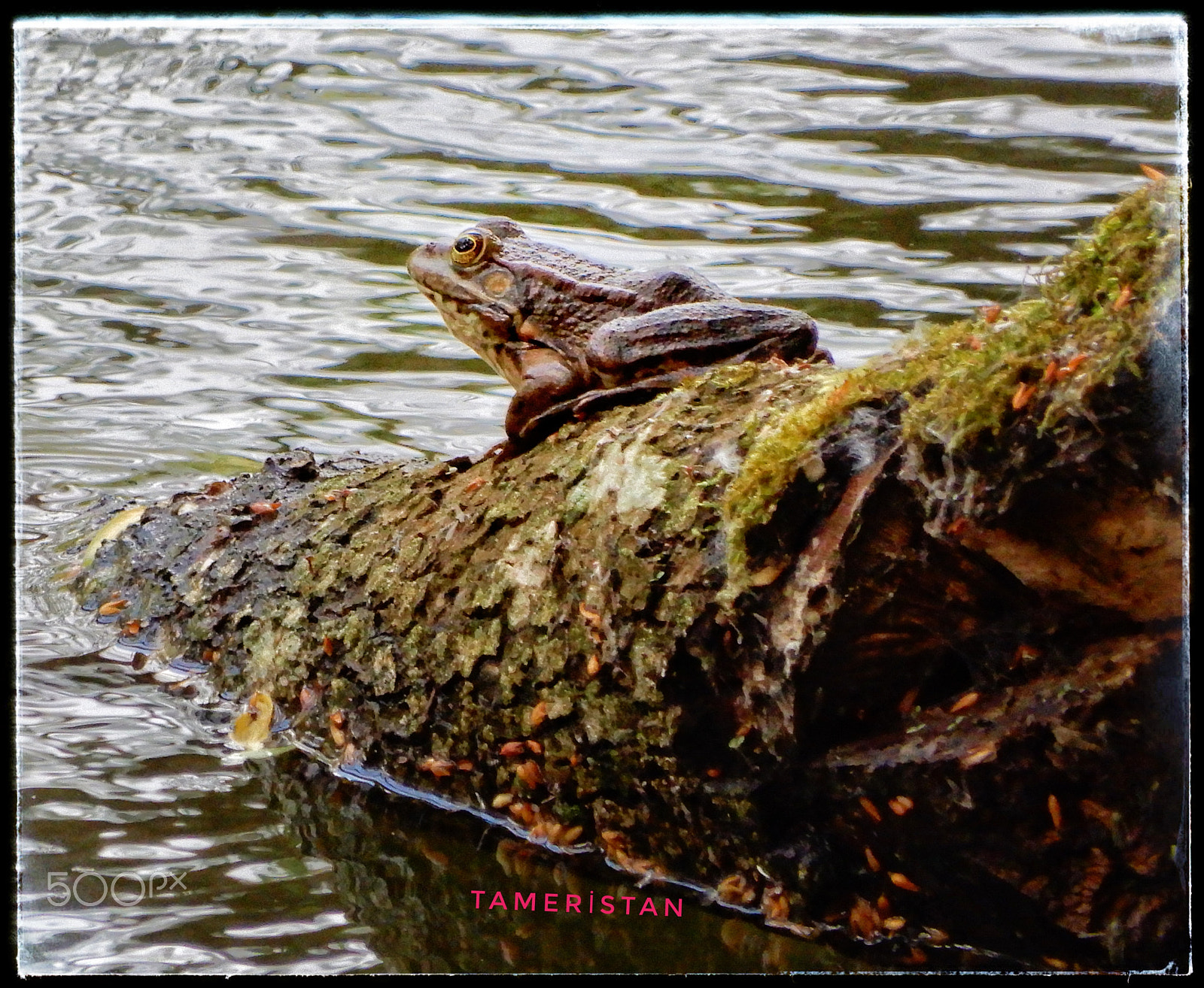 Nikon Coolpix A900 sample photo. Frog on the gölcük lake. photography