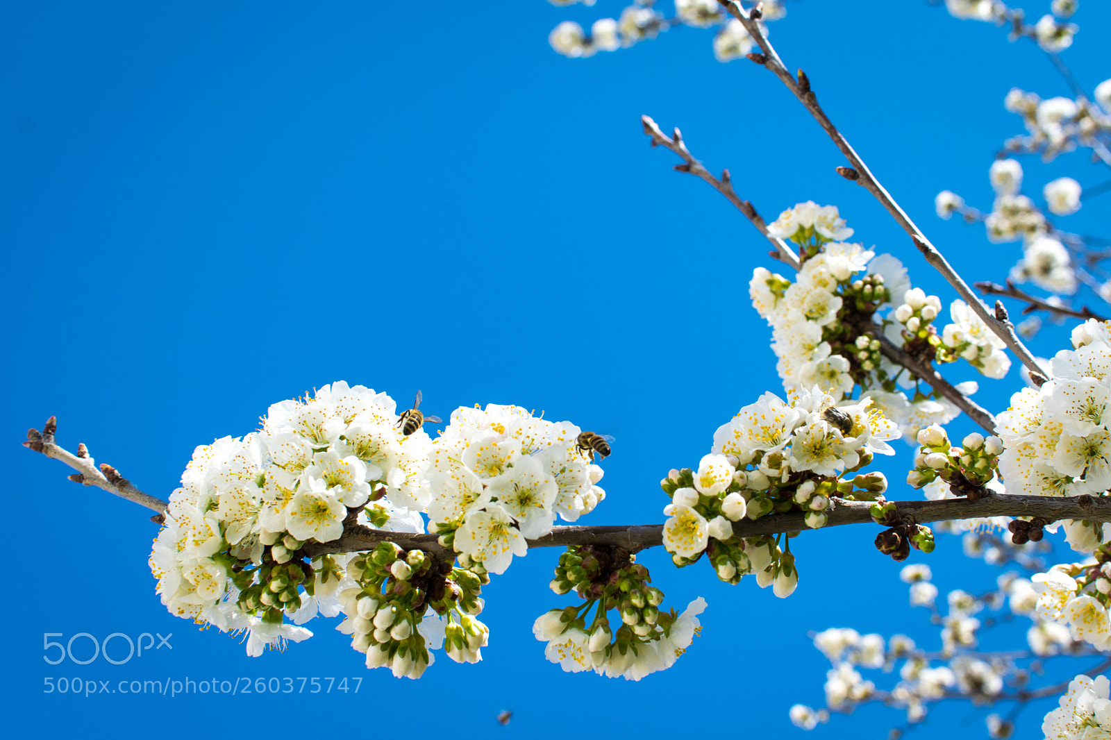 Nikon D5300 sample photo. Summer cherry photography