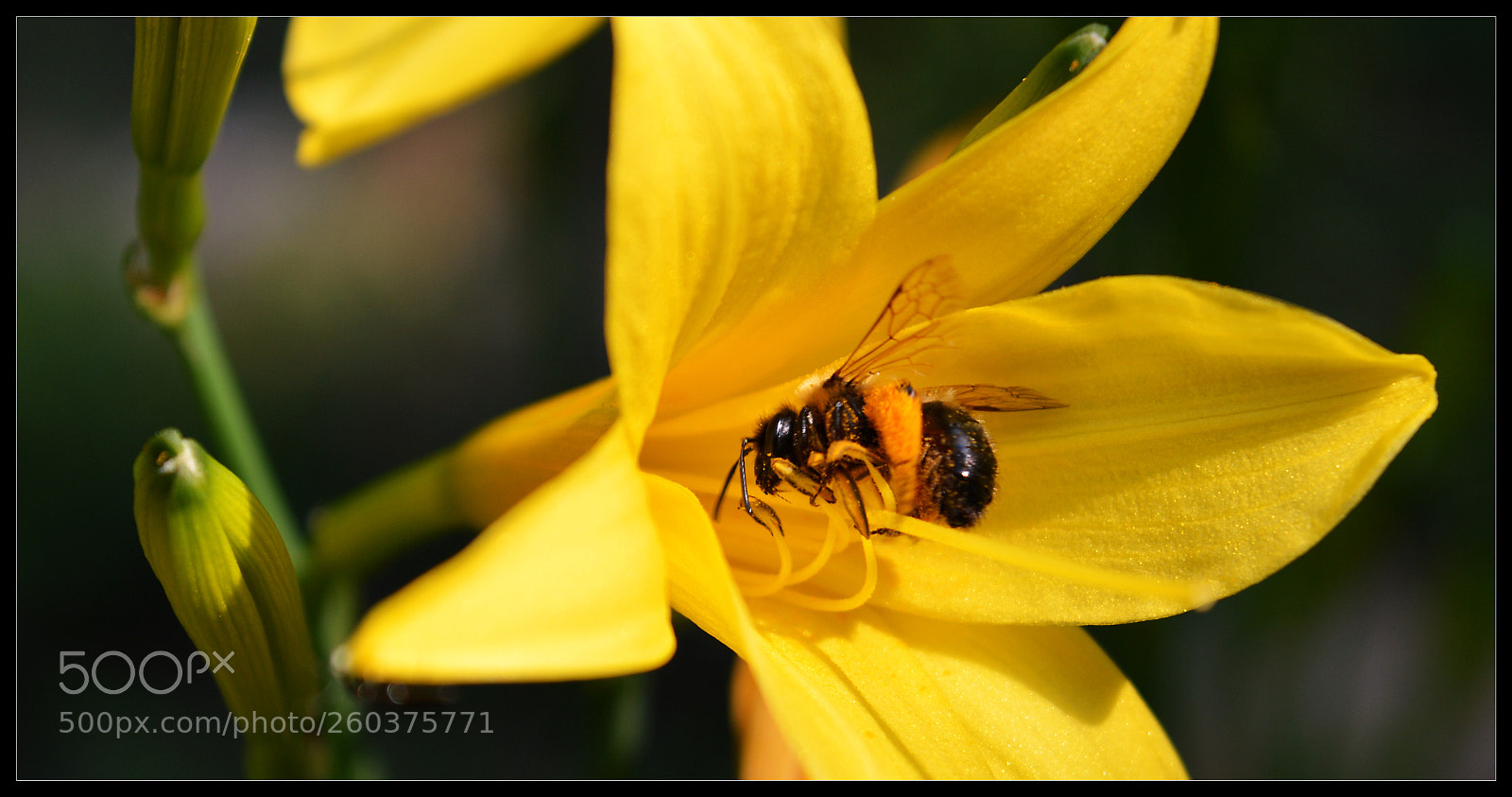 Nikon D3200 sample photo. Bee photography