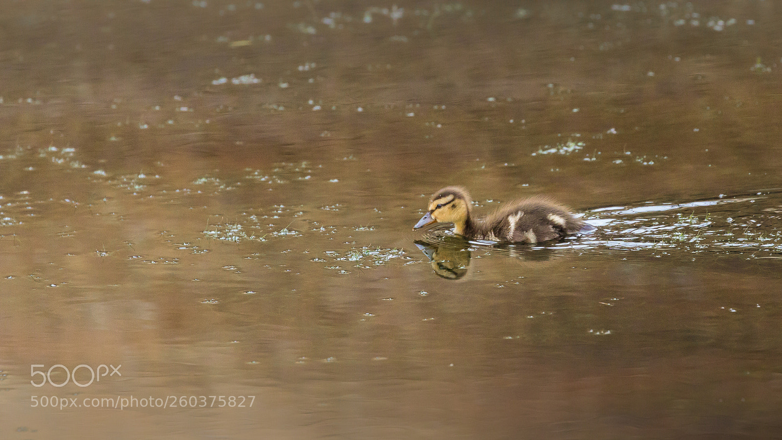 Canon EOS 60D sample photo. Mallard duckling photography