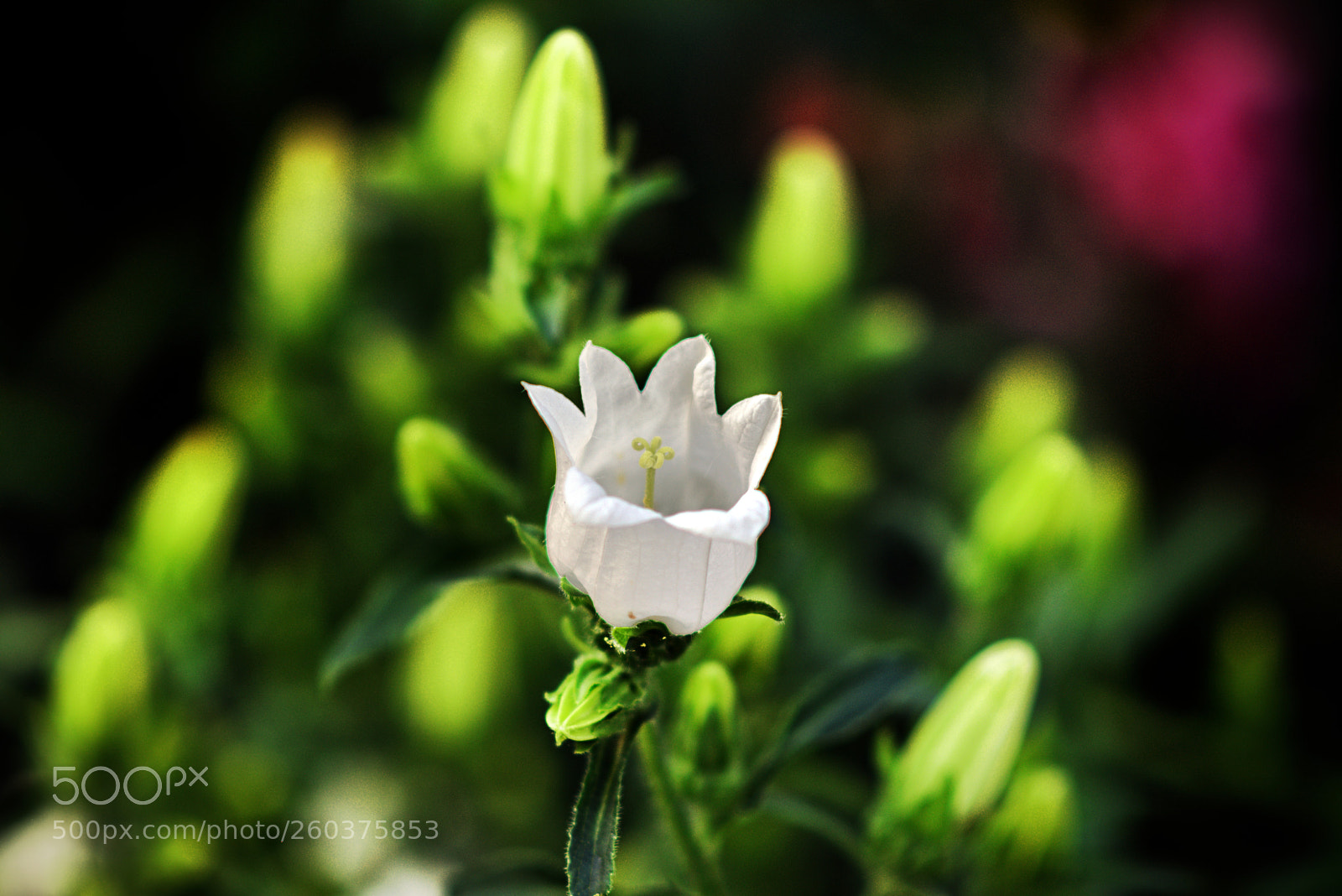 Nikon D5300 sample photo. - a c i d - photography