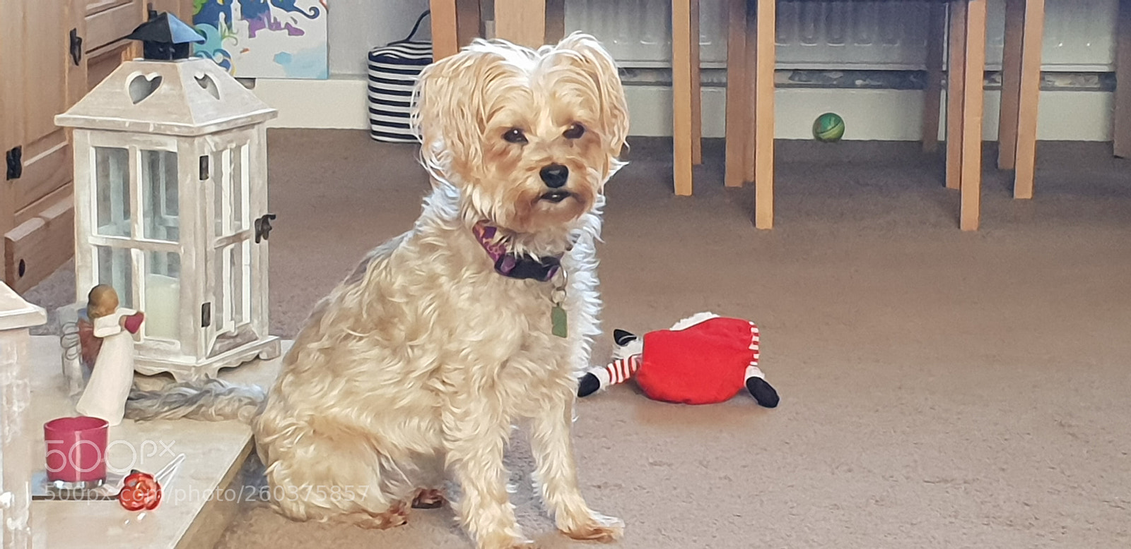 Samsung Galaxy S9 sample photo. Millie the yorkie photography