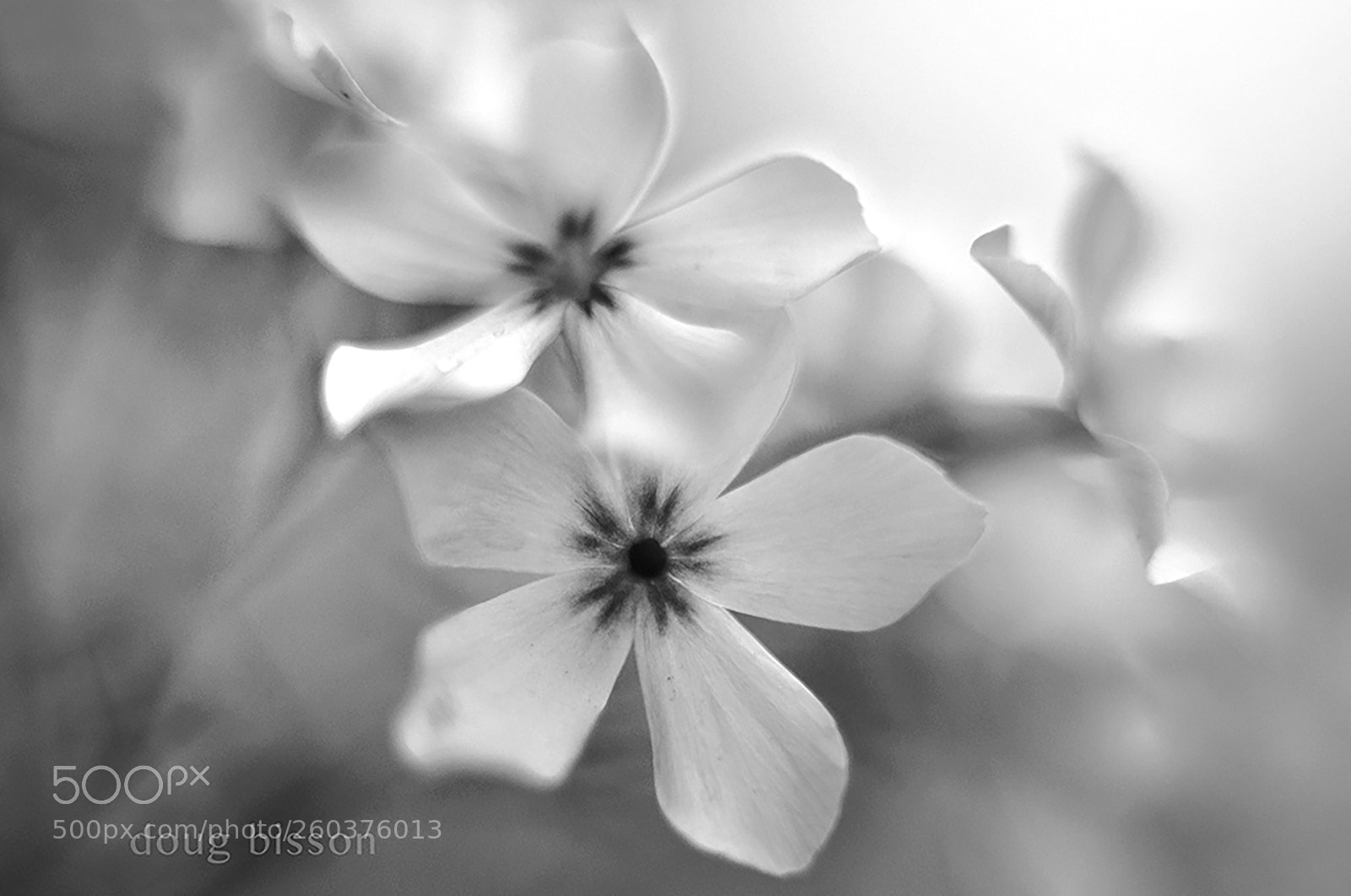 Canon EOS-1D X sample photo. Mono moment photography