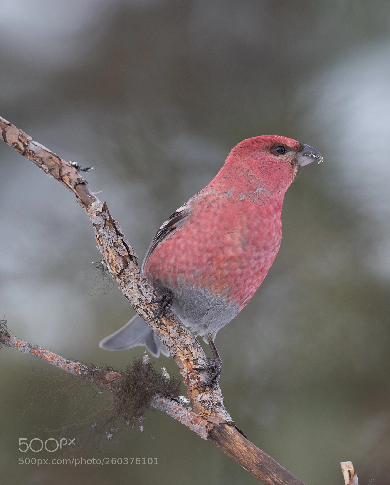 Nikon D5 sample photo. Pine grosbeak photography