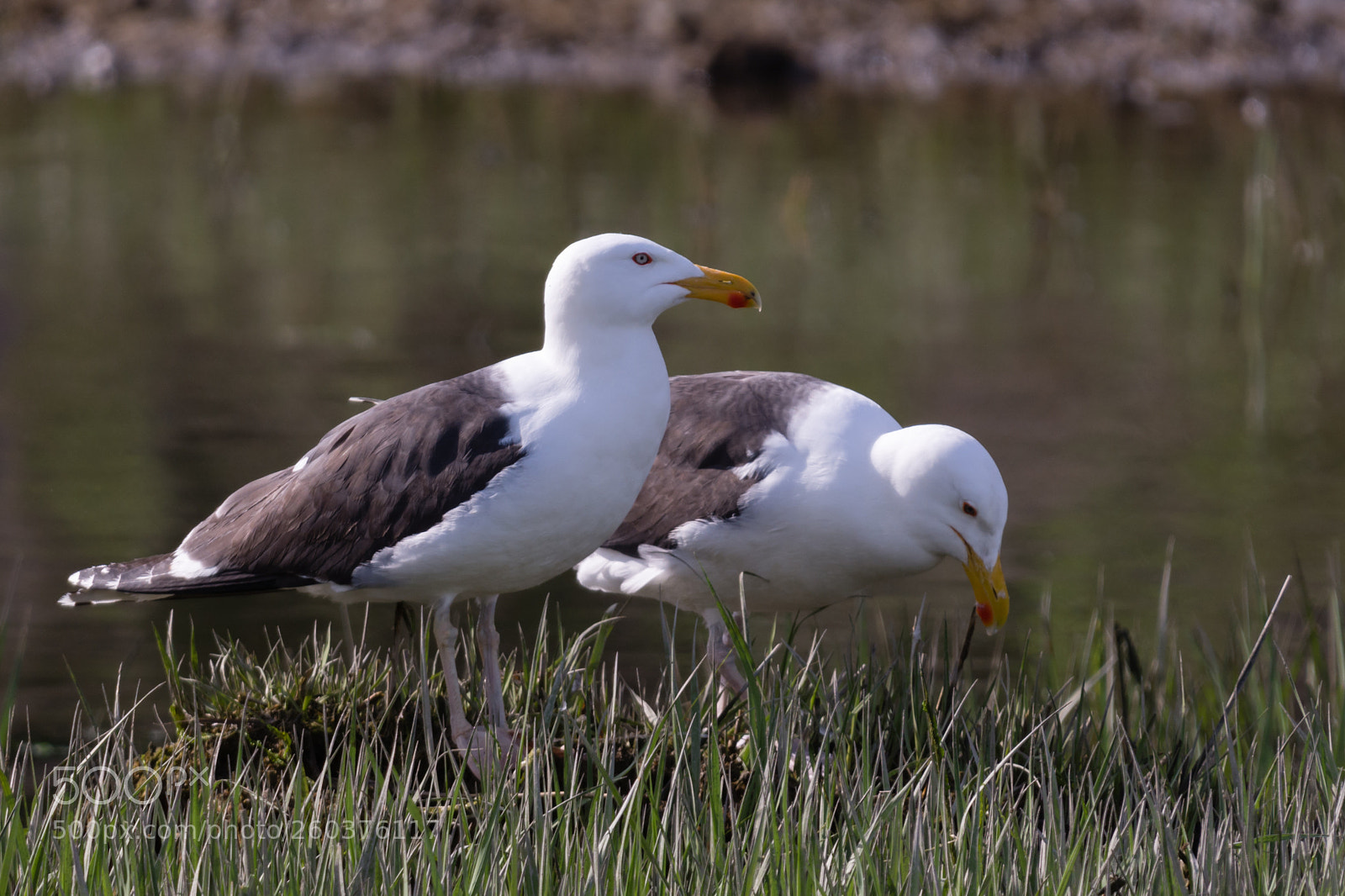 Nikon D7100 sample photo. Nesting american seagulls photography