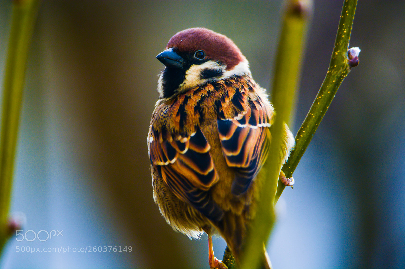 Nikon D7100 sample photo. Tree sparrow photography