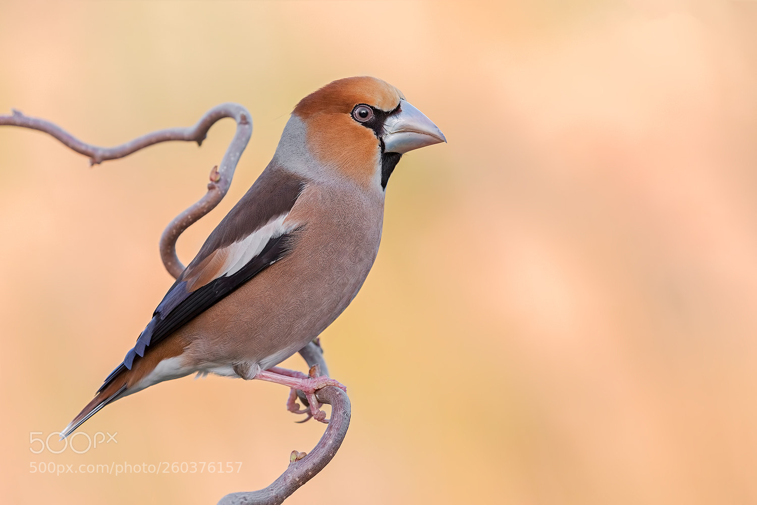 Canon EOS 5D Mark IV sample photo. Hawfinch dawn - frosone photography