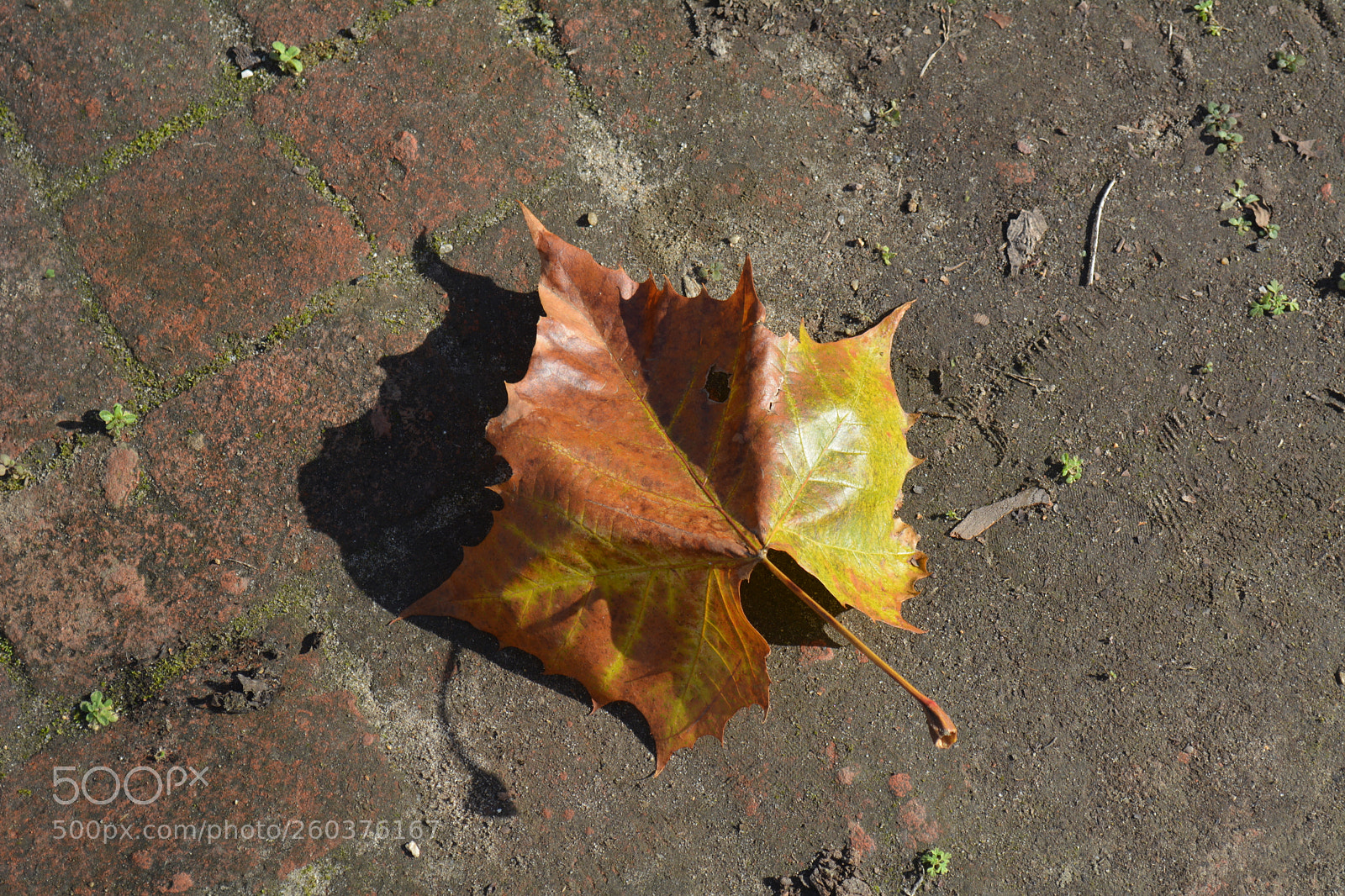 Nikon D5200 sample photo. A lone leaf photography
