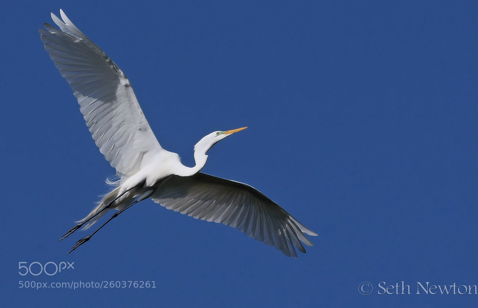 Panasonic Lumix DMC-GH4 sample photo. Fly bird photography