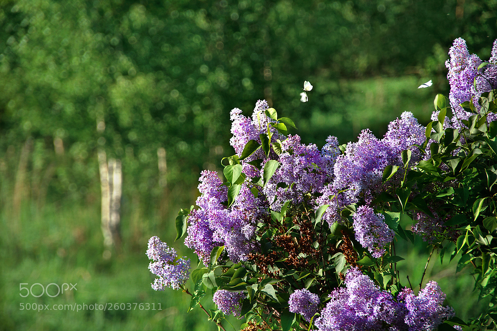 Canon EOS 7D sample photo. Summer photography