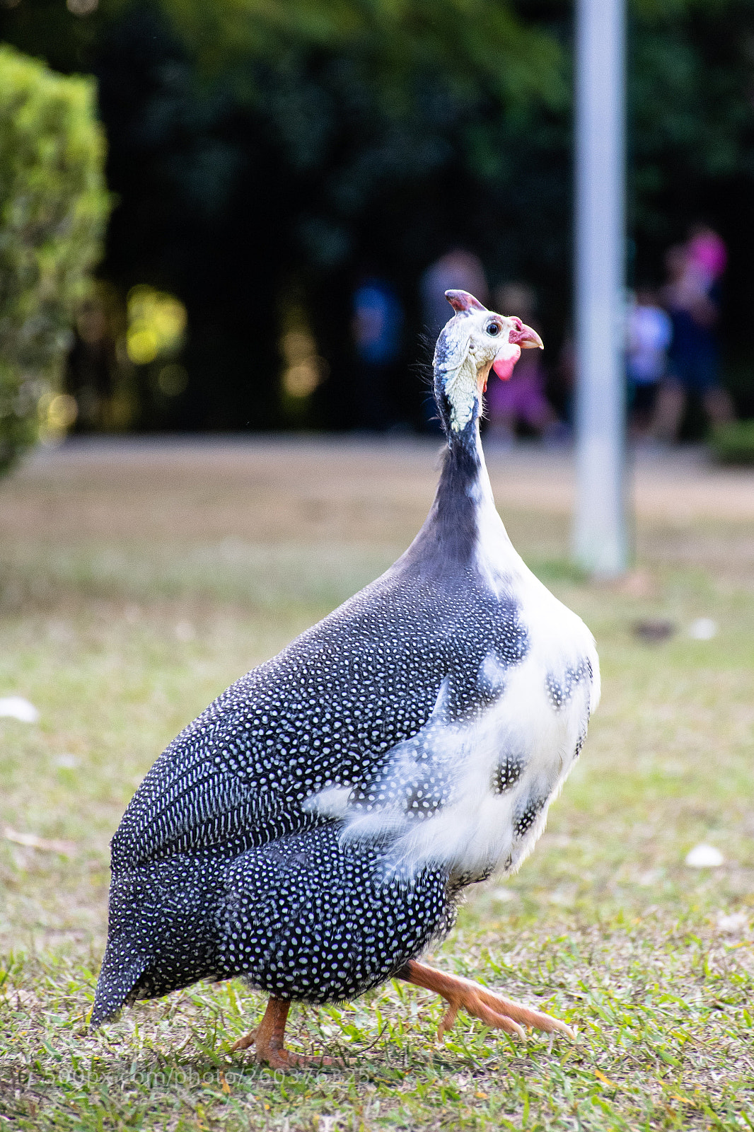 Nikon D3300 sample photo. Galeeny photography