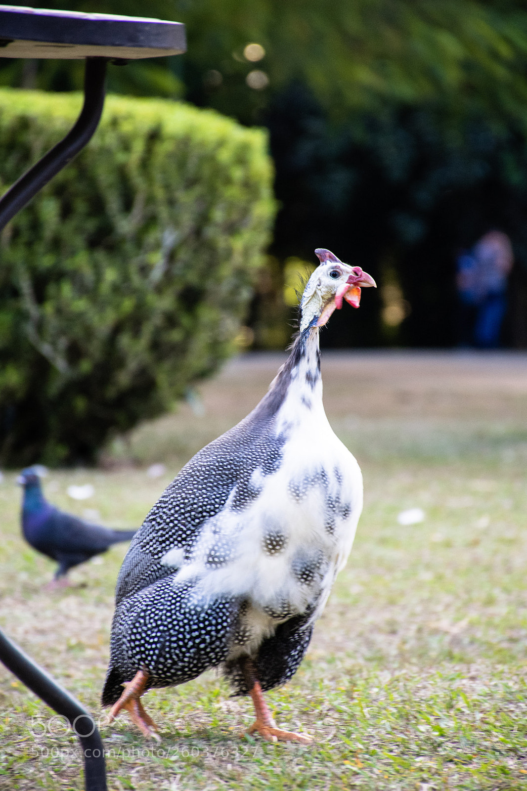 Nikon D3300 sample photo. Galeeny photography