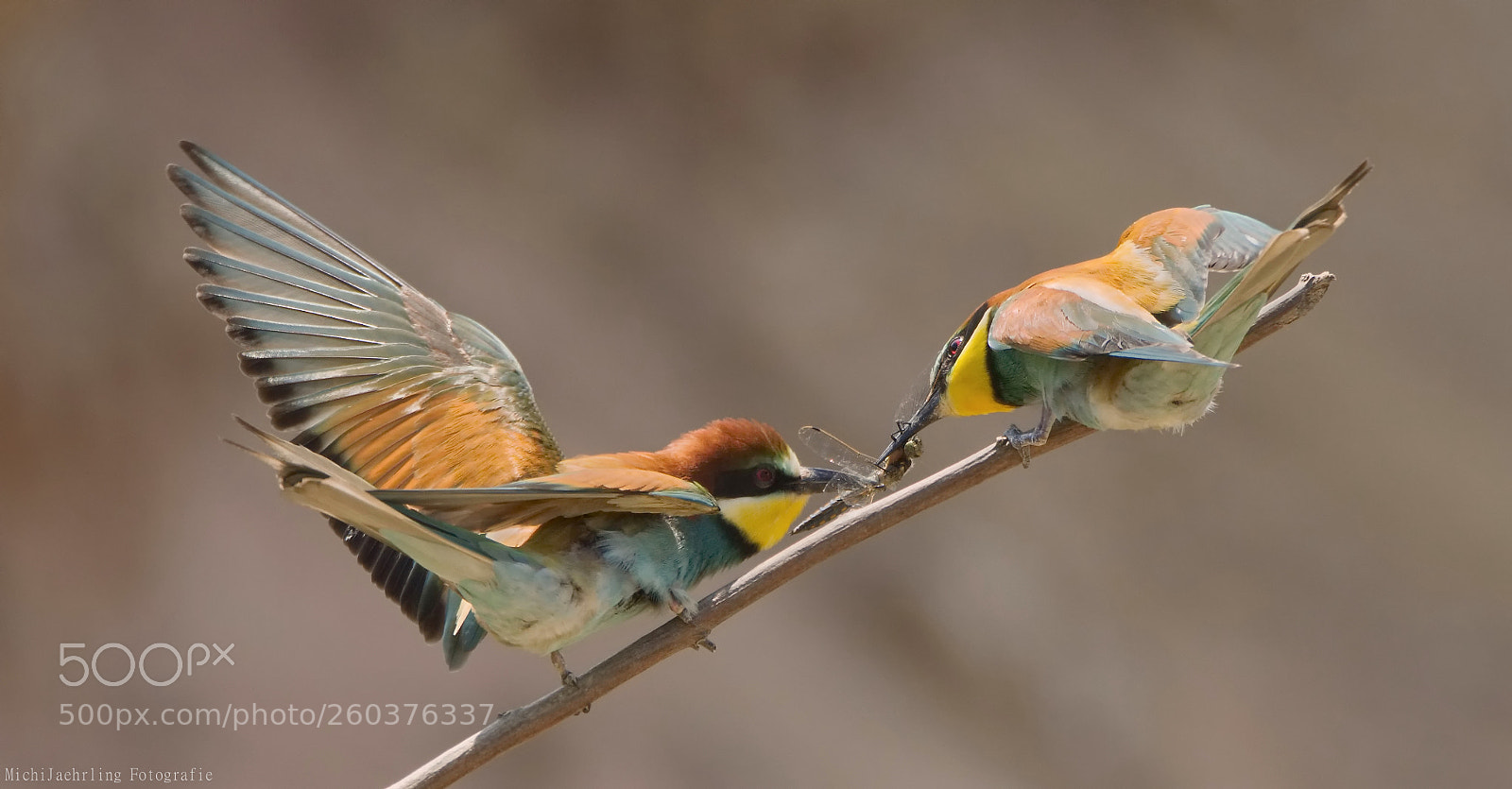 Nikon D7200 sample photo. Bird wedding photography