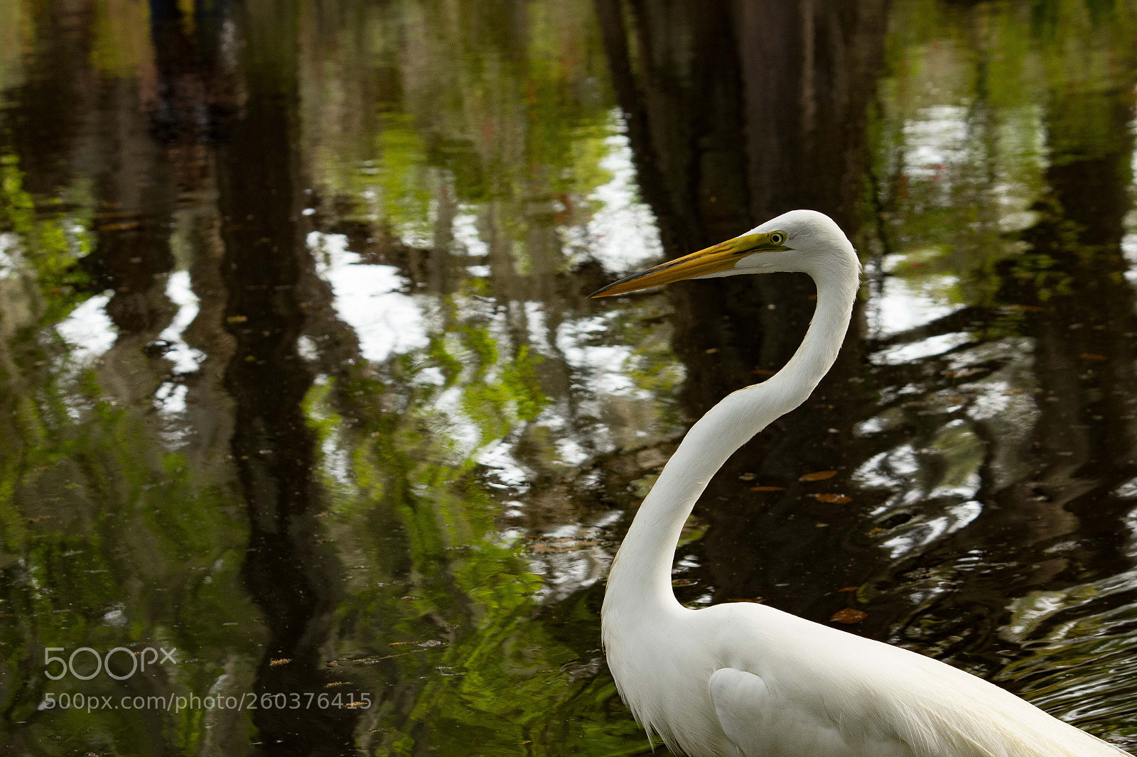 Canon EOS 600D (Rebel EOS T3i / EOS Kiss X5) sample photo. Egret photography
