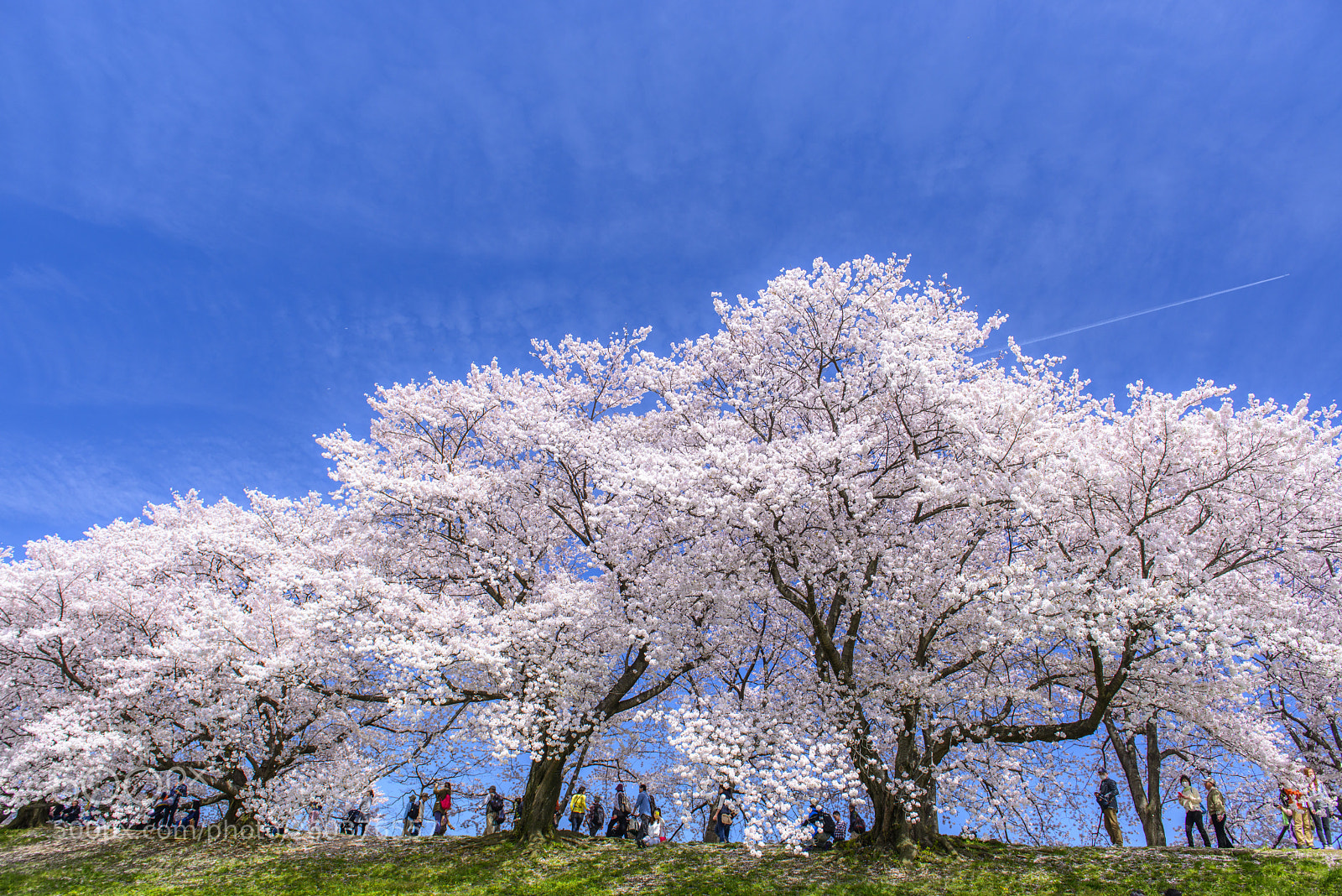 Nikon D800 sample photo. Sakura at yodogawa riverside photography