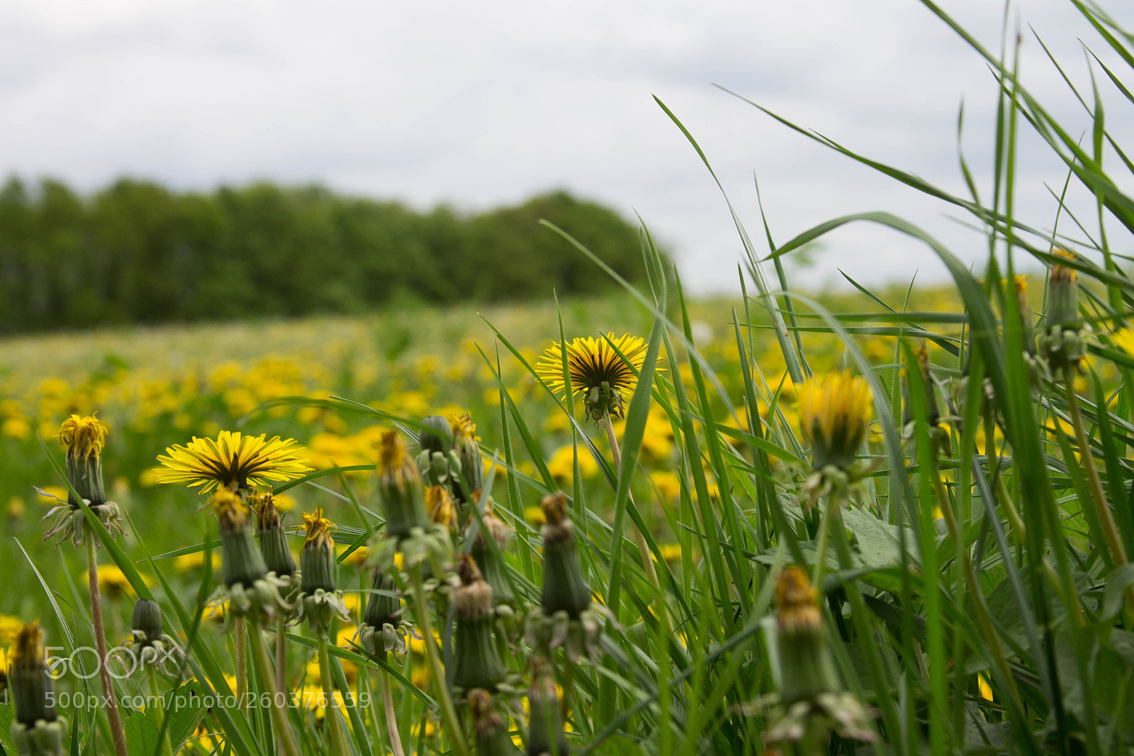 Canon EOS 1100D (EOS Rebel T3 / EOS Kiss X50) sample photo. Grassland photography