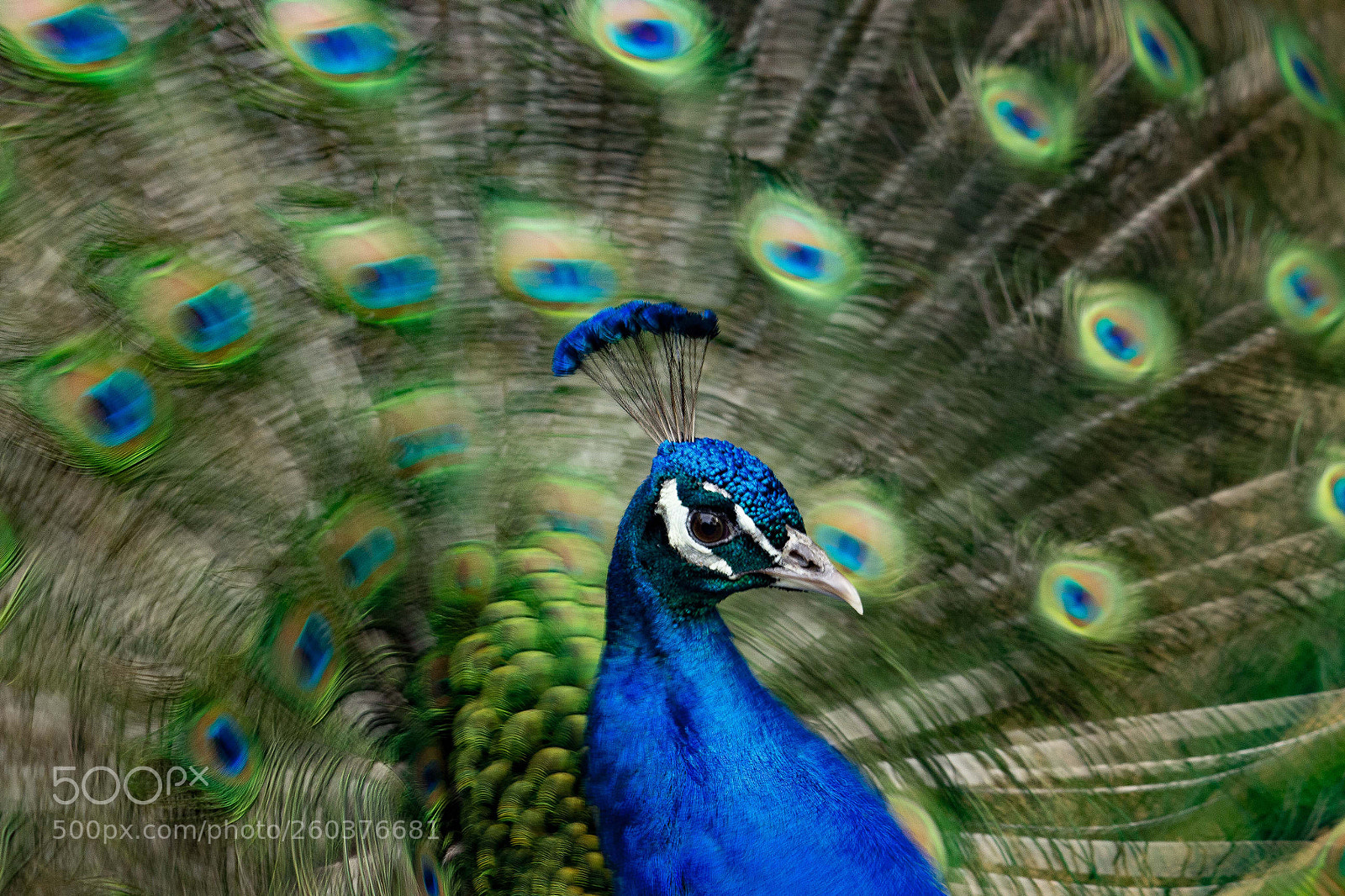 Canon EOS 600D (Rebel EOS T3i / EOS Kiss X5) sample photo. Peacock in motion photography