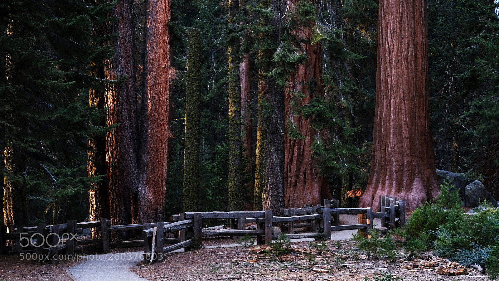 Fujifilm X-T2 sample photo. Yosemite  photography
