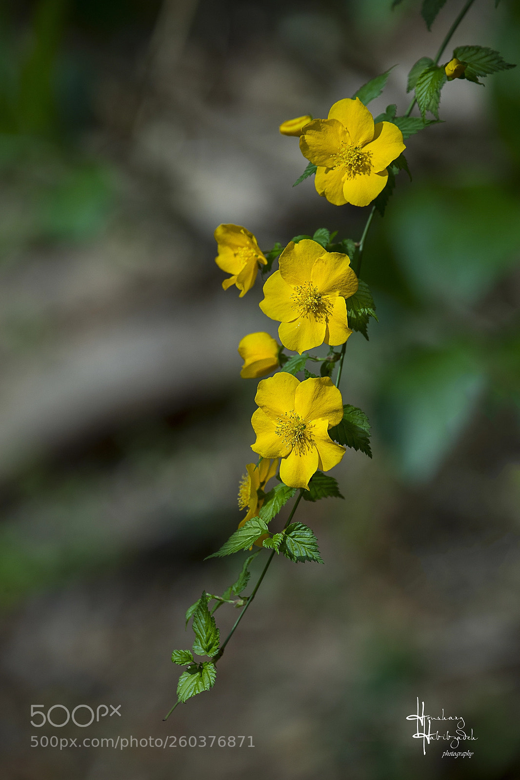Canon EOS 6D sample photo. Japanese kerria photography