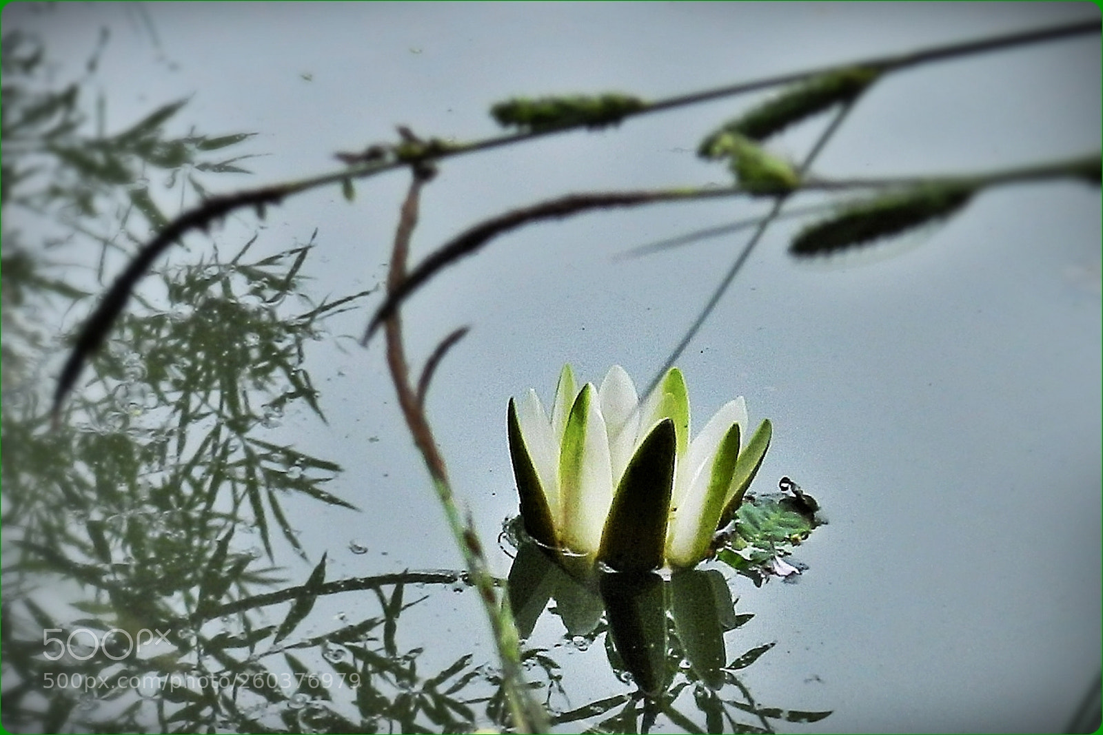 Nikon Coolpix P500 sample photo. Water lily photography