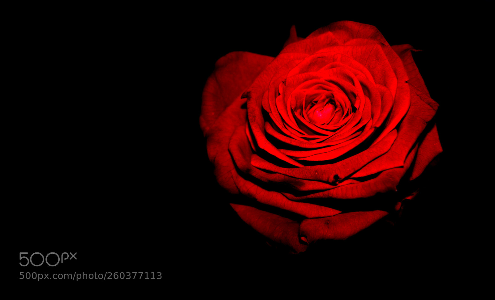 Canon EOS 7D sample photo. Red rose photography