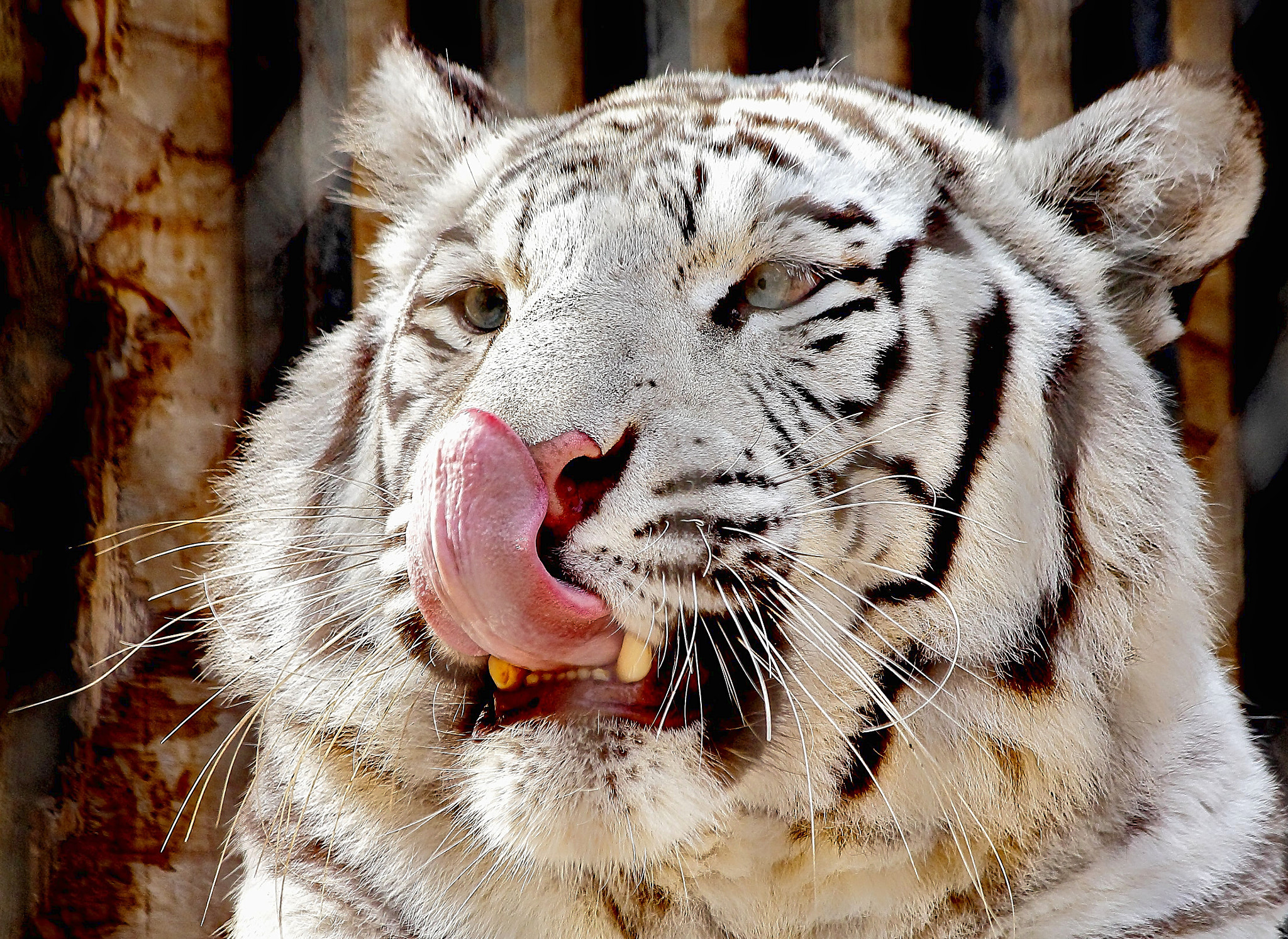 Canon EF 70-300mm F4-5.6 IS USM sample photo. White tiger 3 photography
