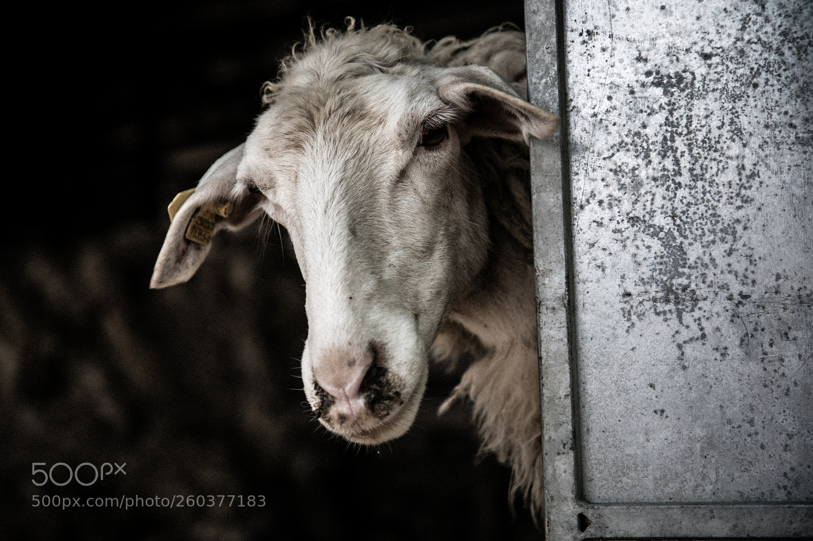 Canon EOS 5D Mark IV sample photo. What? photography