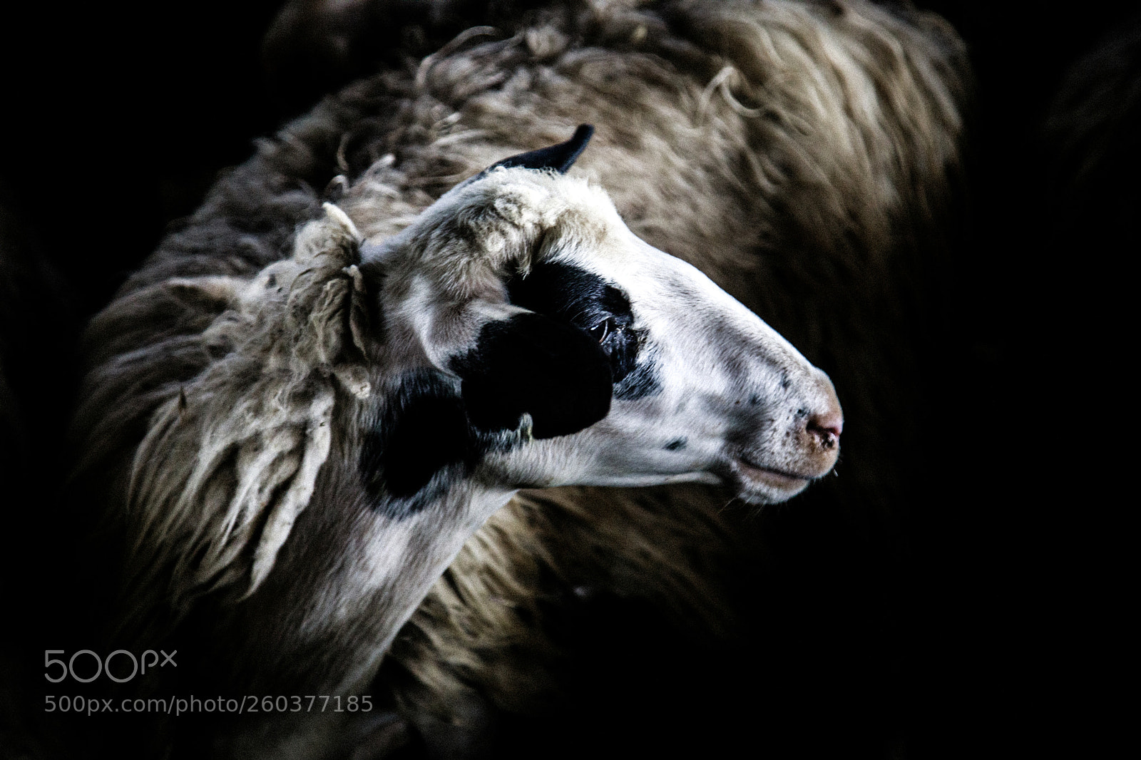 Canon EOS 5D Mark IV sample photo. Sheeps photography