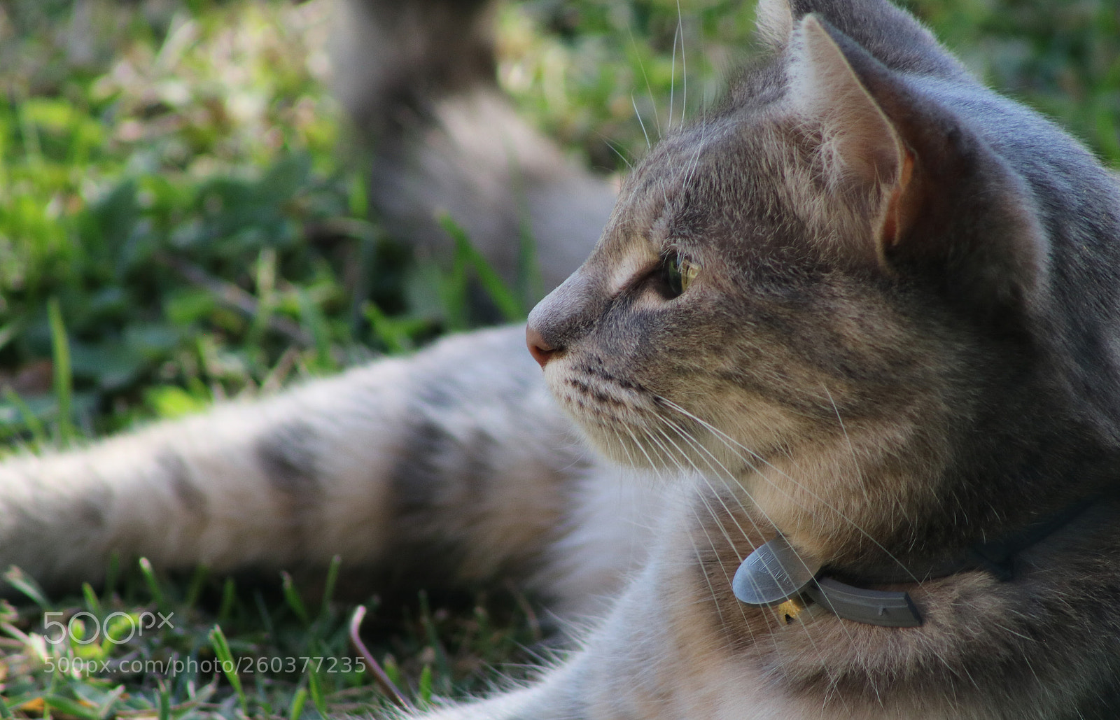 Canon EOS 750D (EOS Rebel T6i / EOS Kiss X8i) sample photo. Pearl photography