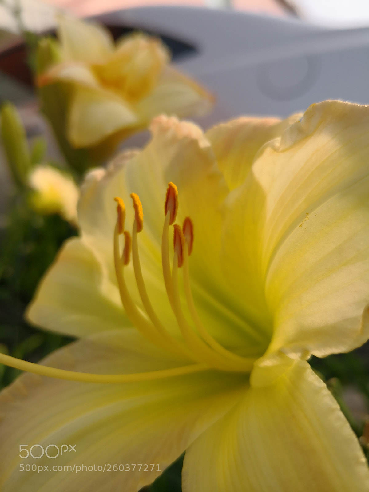 HUAWEI Mate 10 Pro sample photo. Yellow photography