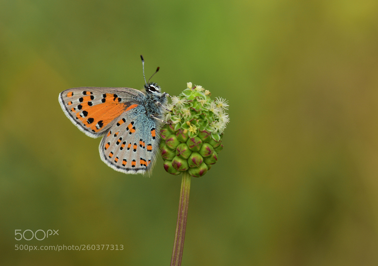 Nikon D7200 sample photo. Anadolu gelİncİĞİ photography