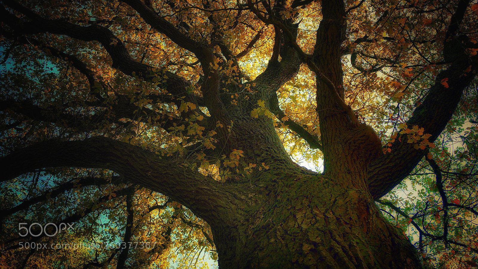 Panasonic Lumix DMC-GX7 sample photo. Majesty photography