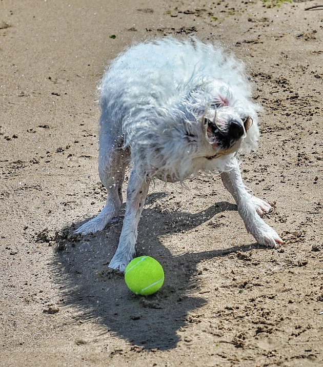 Canon EOS 5D Mark IV sample photo. Ball monster photography