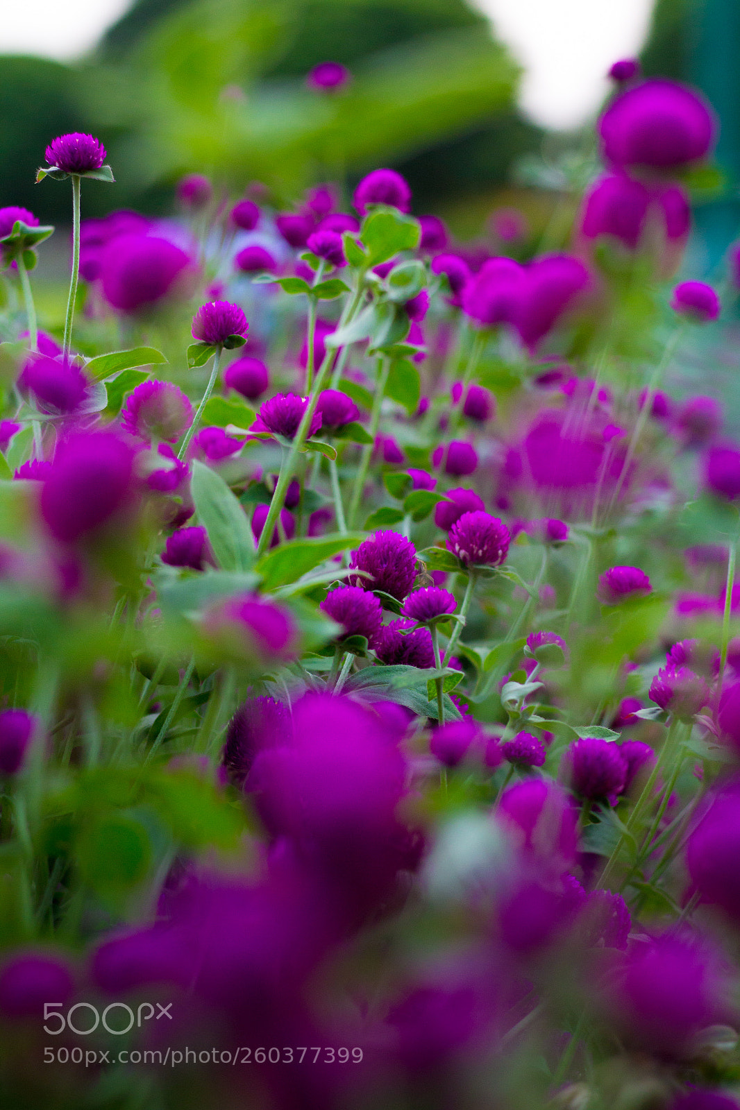 Canon EOS 1200D (EOS Rebel T5 / EOS Kiss X70 / EOS Hi) sample photo. Beautiful photography