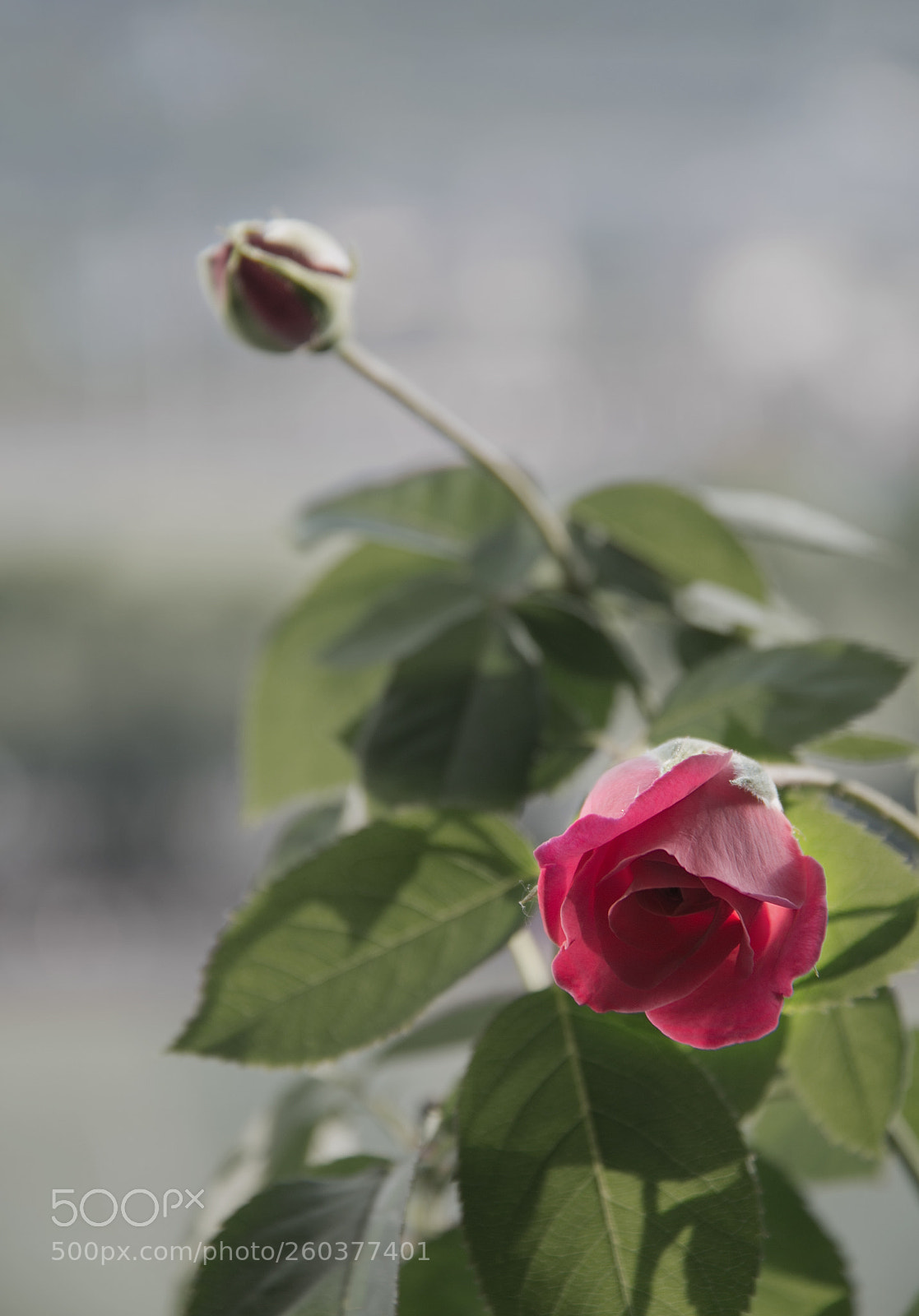Canon EOS 70D sample photo. Untitled photography