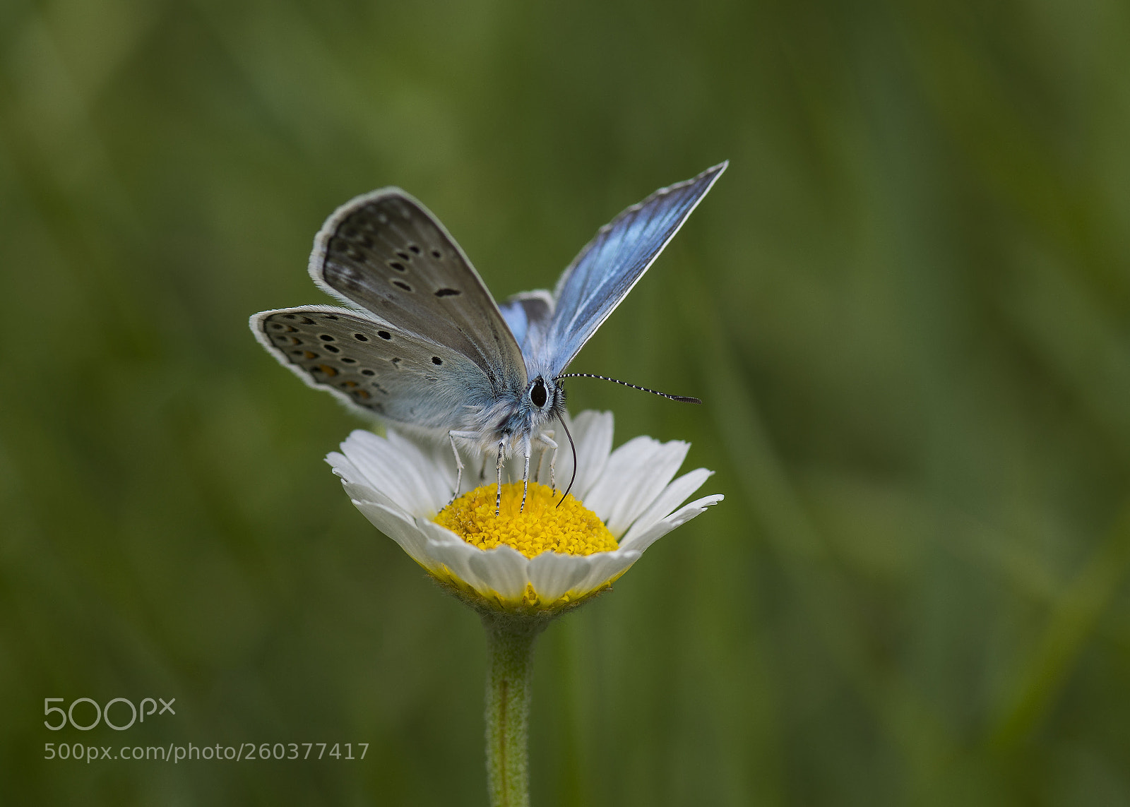Nikon D7200 sample photo. Blue photography